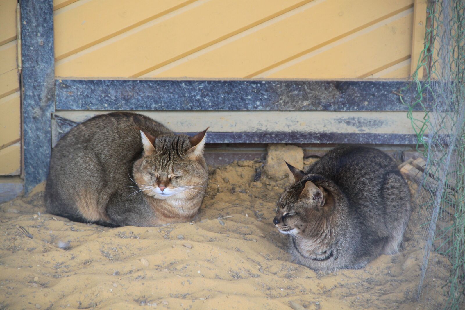 Canon EOS 500D (EOS Rebel T1i / EOS Kiss X3) sample photo. Reed cat, animals, zoo photography