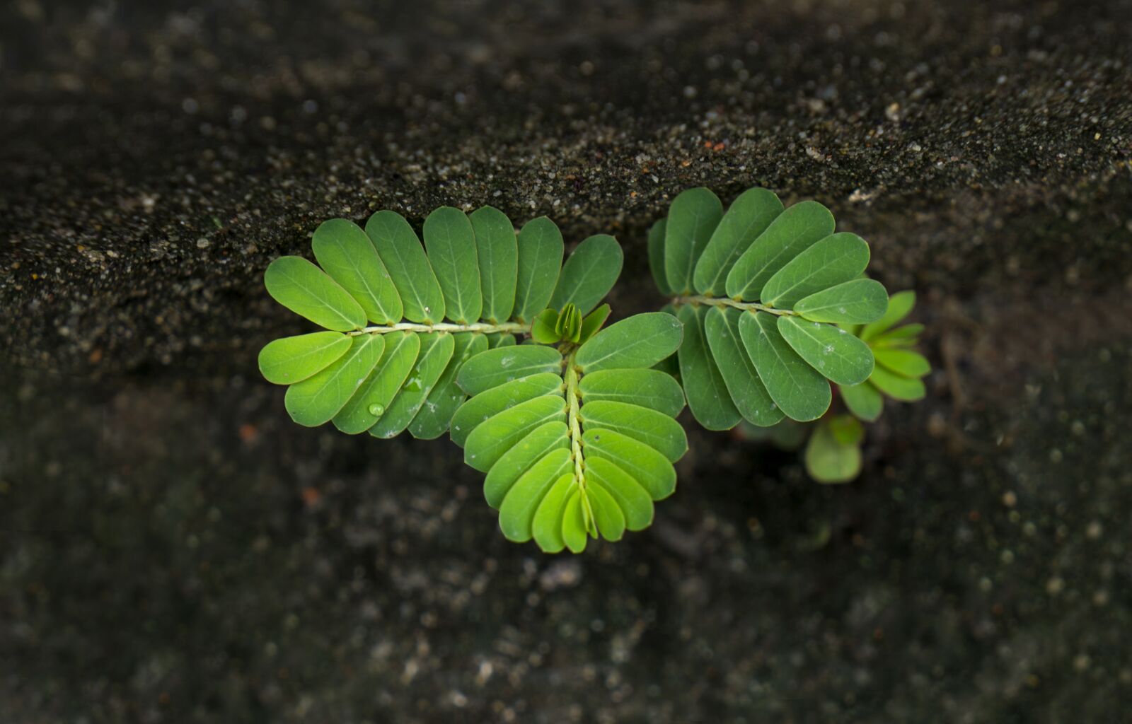 Sony Alpha NEX-F3 + Sony E 18-55mm F3.5-5.6 OSS sample photo. Life, tamarind tree, germ photography