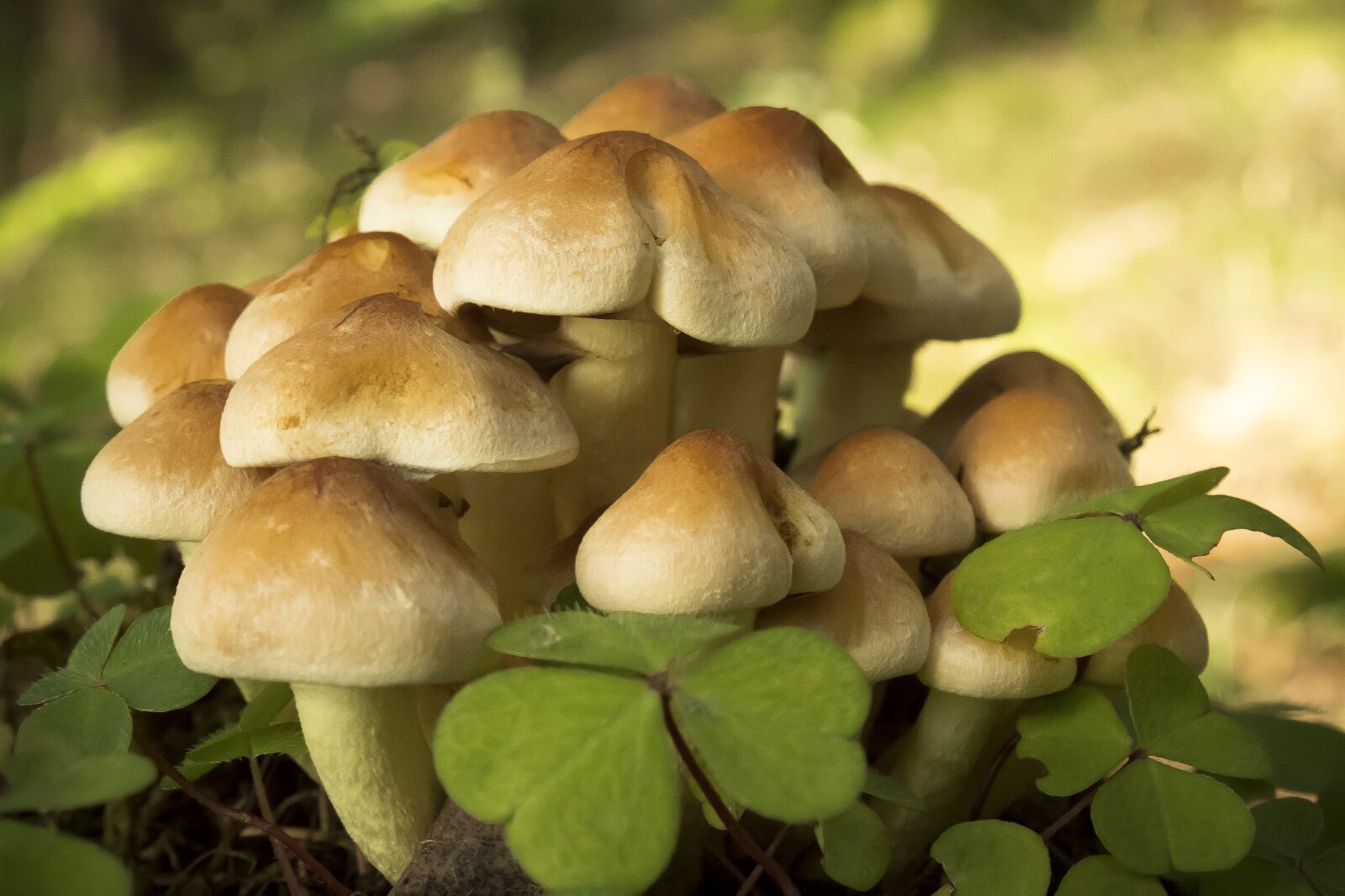 Canon EOS 1300D (EOS Rebel T6 / EOS Kiss X80) sample photo. Mushrooms, klee, nature photography