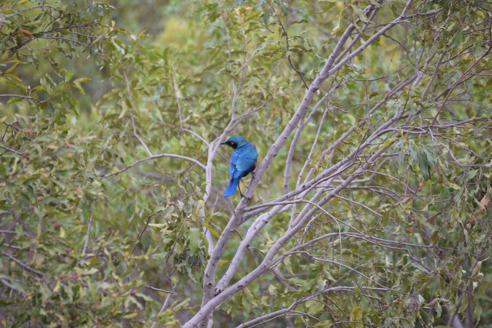 Nikon D5300 sample photo. Bush, africa, bird photography