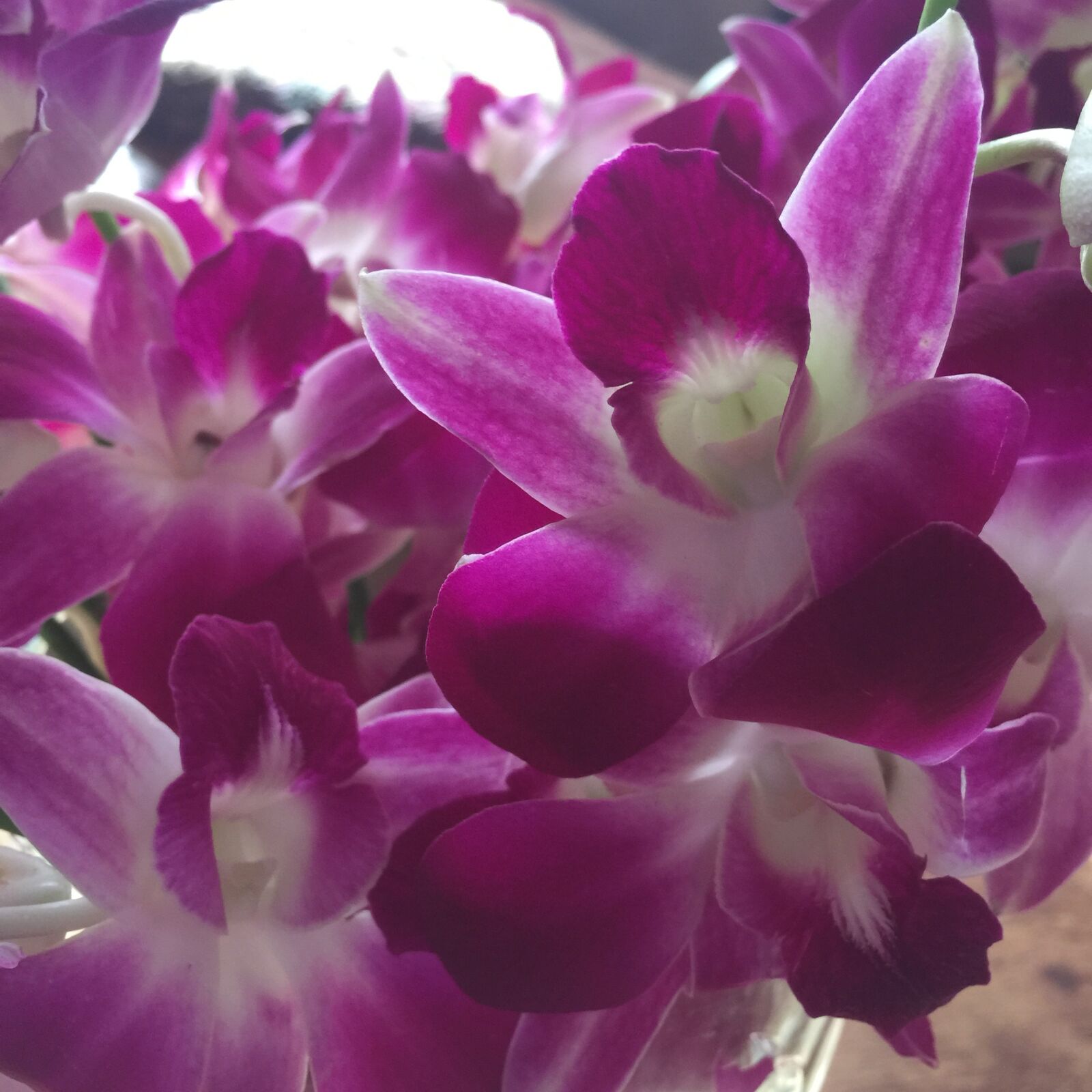 iPhone 6 Plus back camera 4.15mm f/2.2 sample photo. Orchids, flowers, purple photography