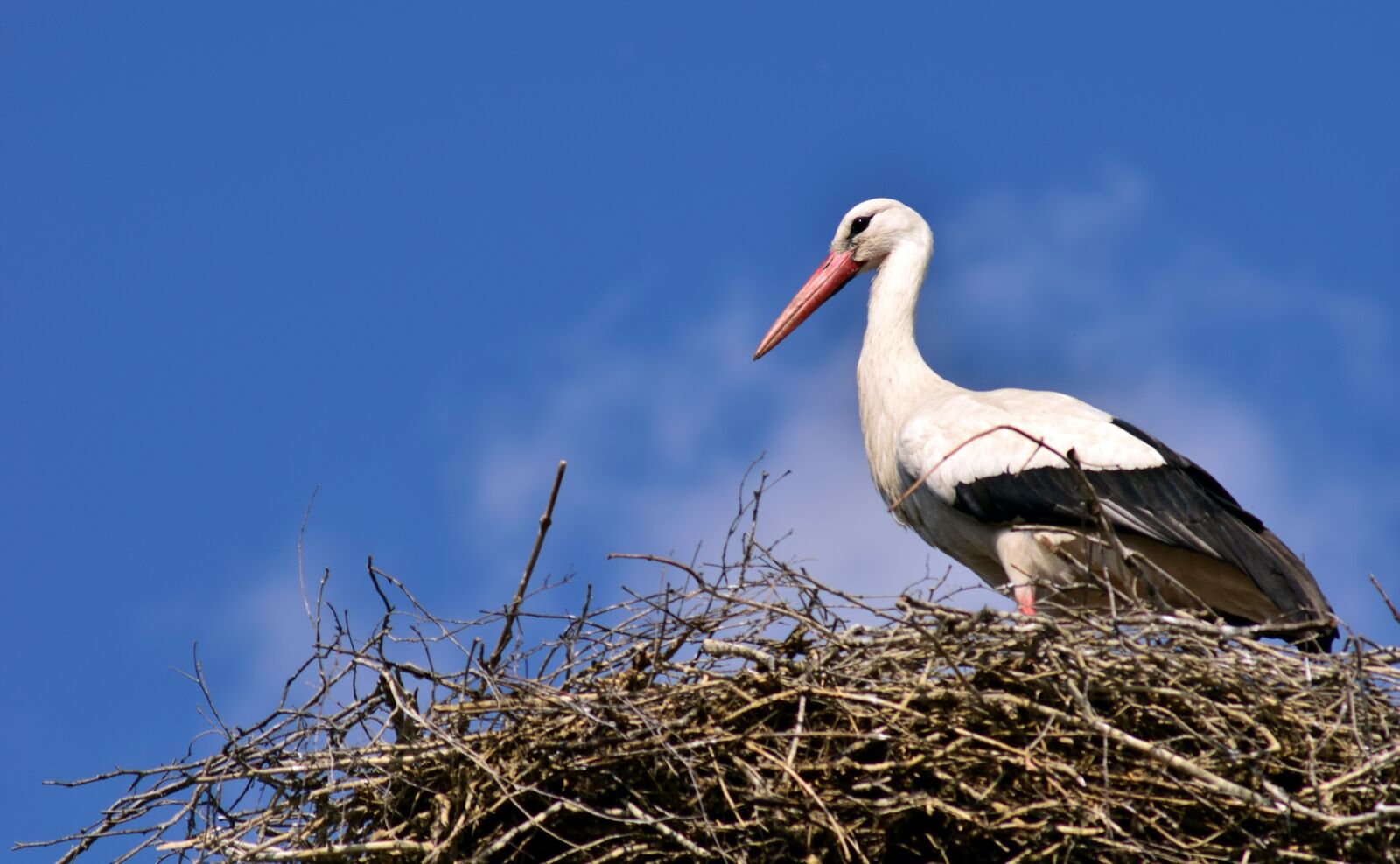 Nikon D3300 sample photo. Stork, nest, bird photography