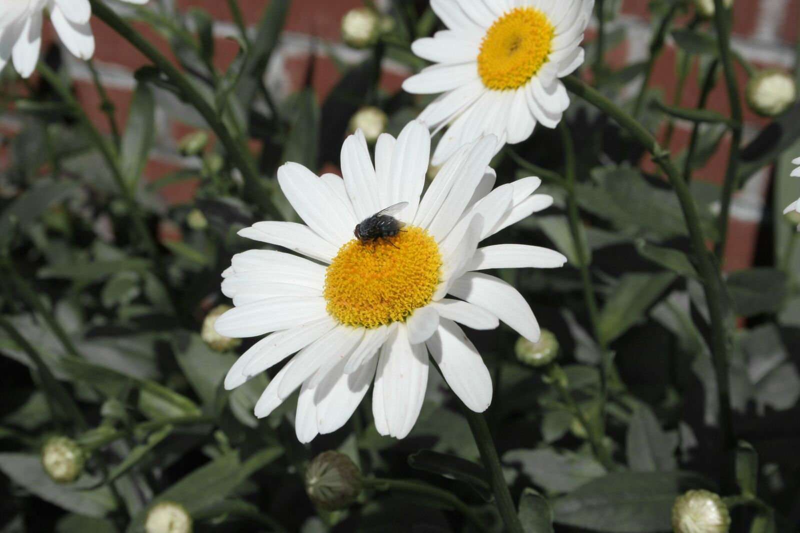 Canon EOS 350D (EOS Digital Rebel XT / EOS Kiss Digital N) sample photo. Chamomile, housefly, flower photography