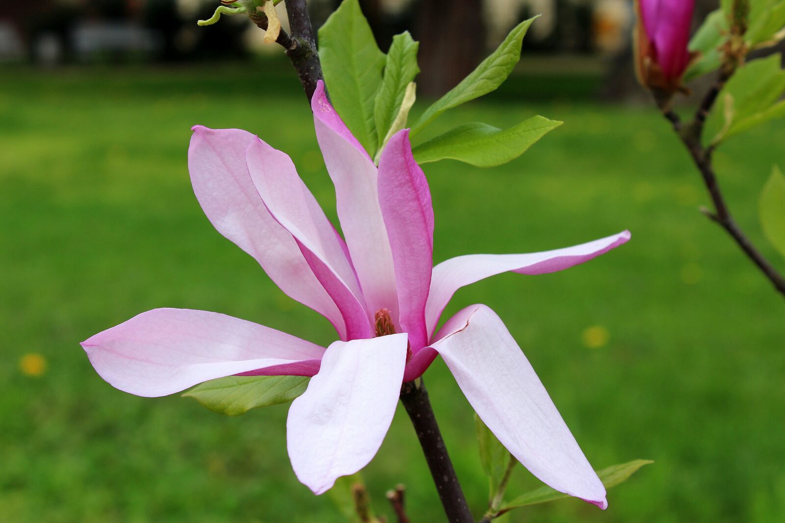 Canon EOS 1200D (EOS Rebel T5 / EOS Kiss X70 / EOS Hi) sample photo. Magnolia, flower, full bloom photography