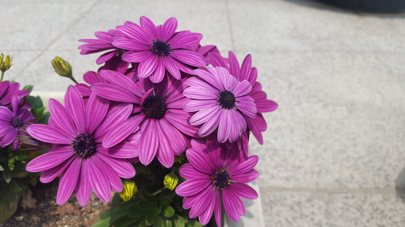 Samsung Galaxy S6 sample photo. Flowers, potted plant, purple photography