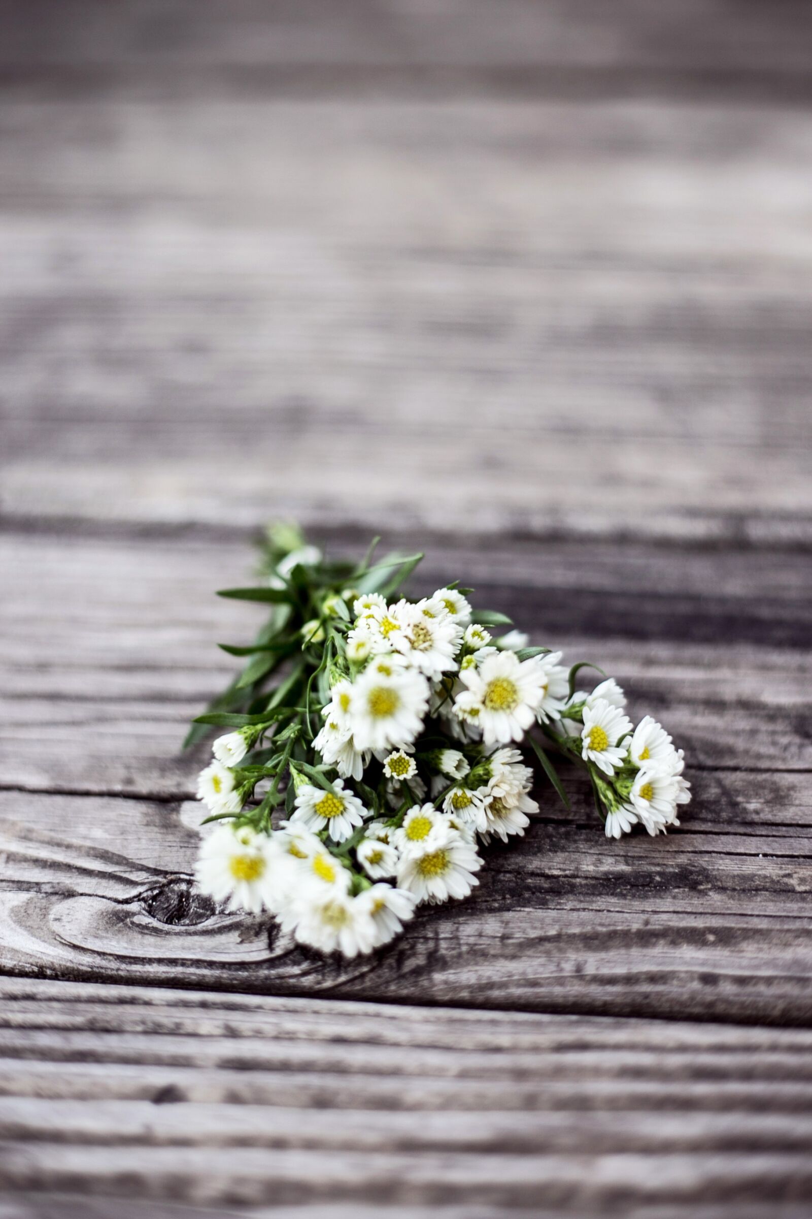 Canon EF 50mm F1.8 II sample photo. Flowers, nature, blossoms photography
