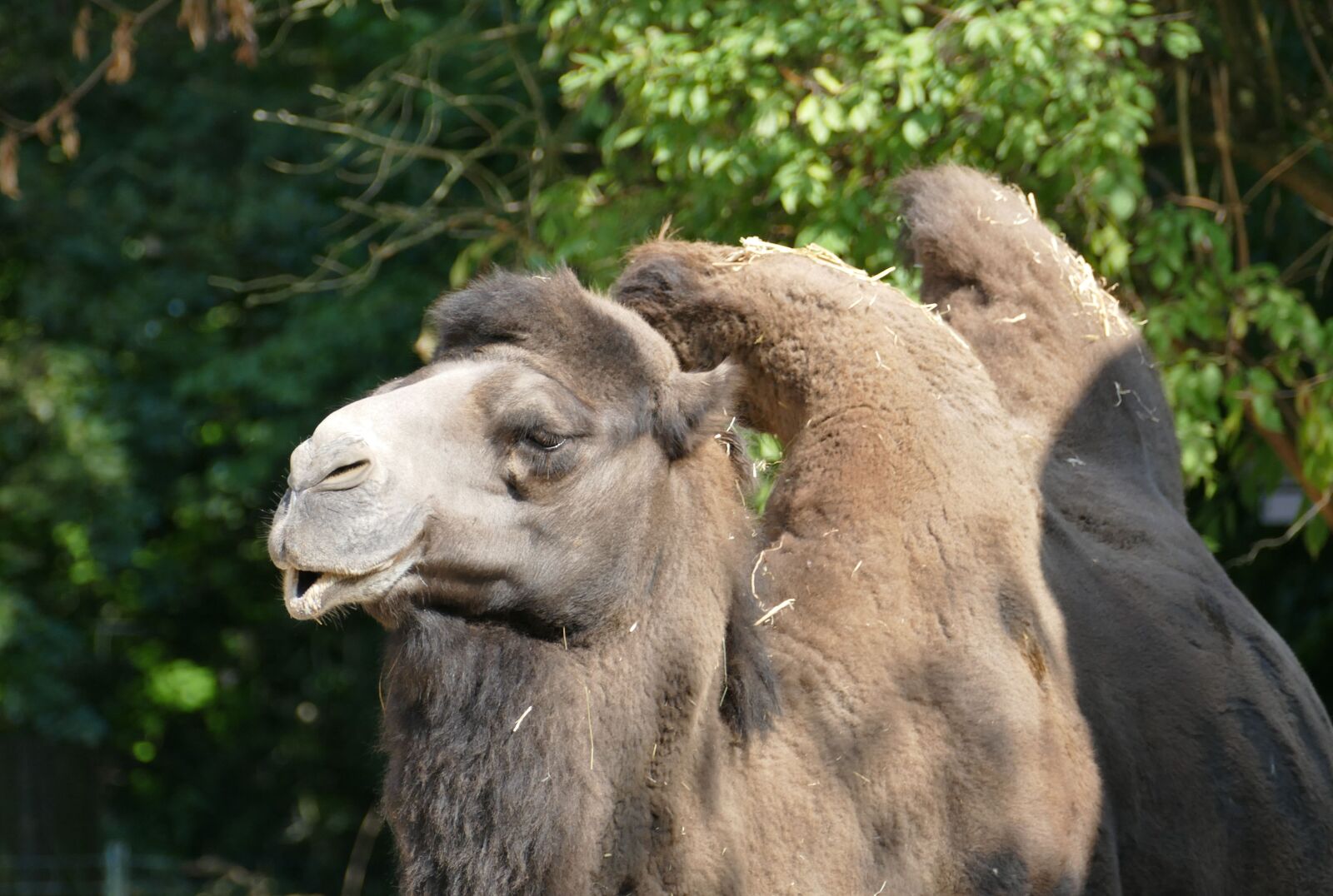 Panasonic Lumix DMC-FZ1000 sample photo. Camel, hump, head photography