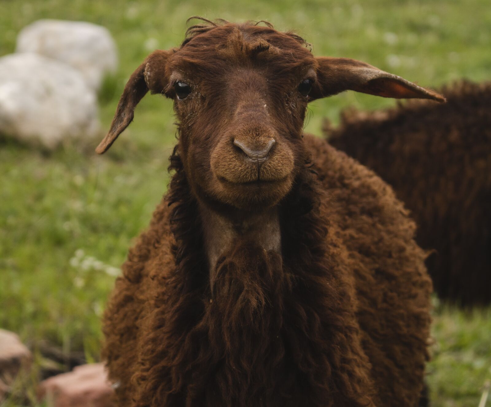 Canon EOS 750D (EOS Rebel T6i / EOS Kiss X8i) sample photo. Sheep, farm, wool photography