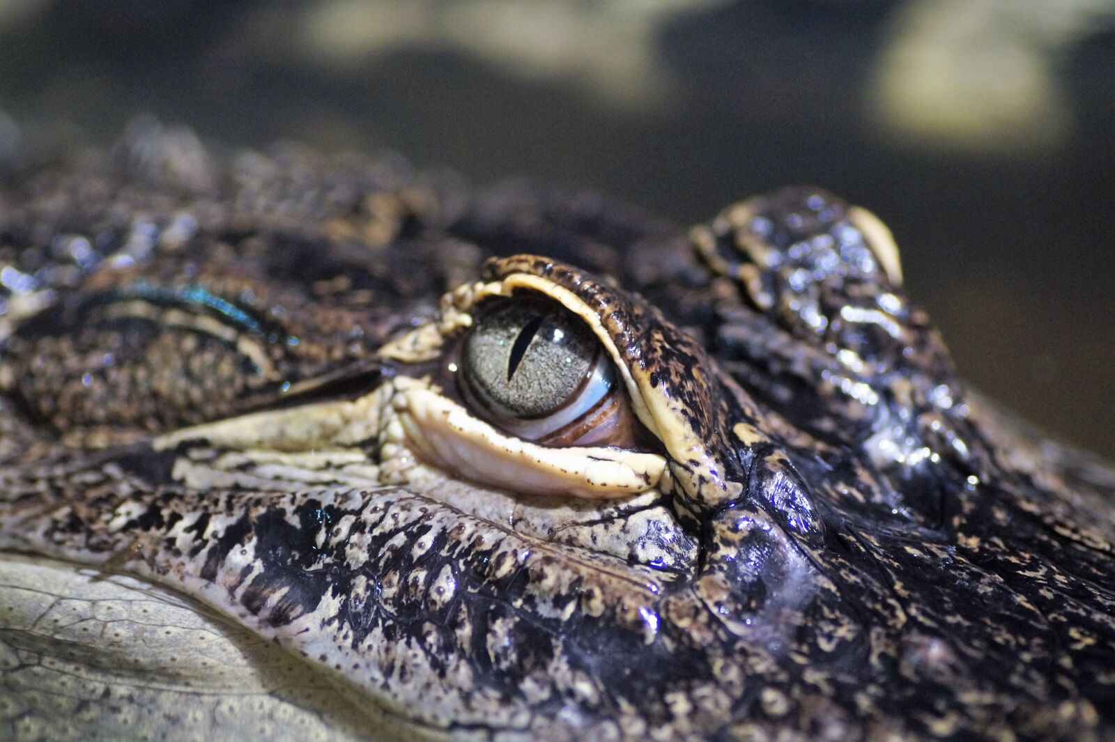 Sony SLT-A58 sample photo. Alligator, predator, crocodile photography