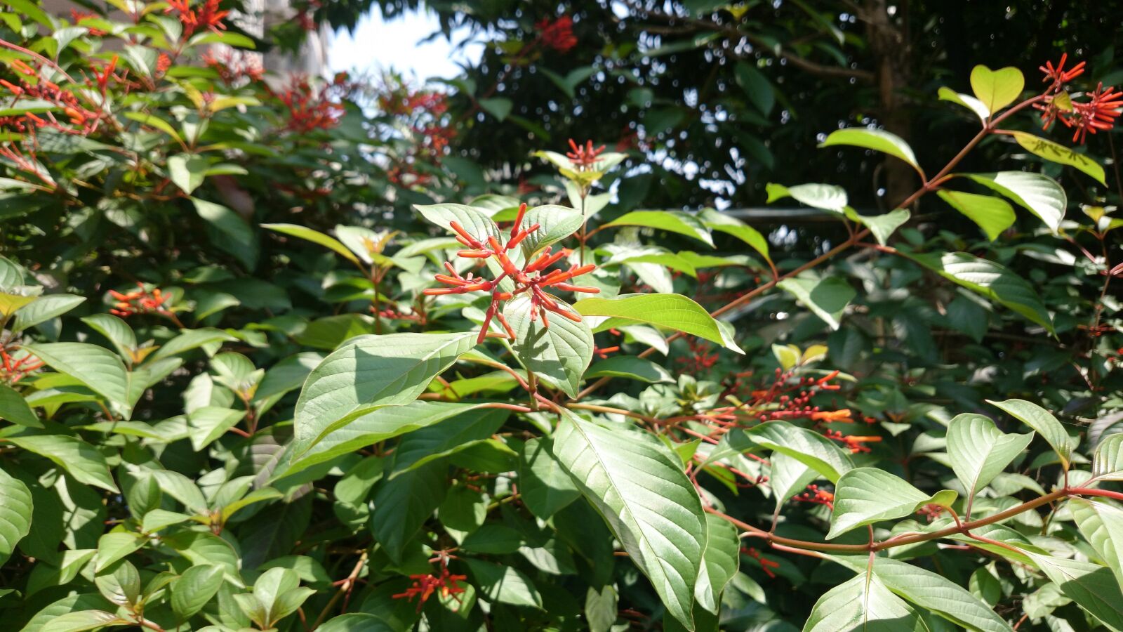 Sony Xperia Z1 sample photo. Flower, sony phone, 13 00 photography