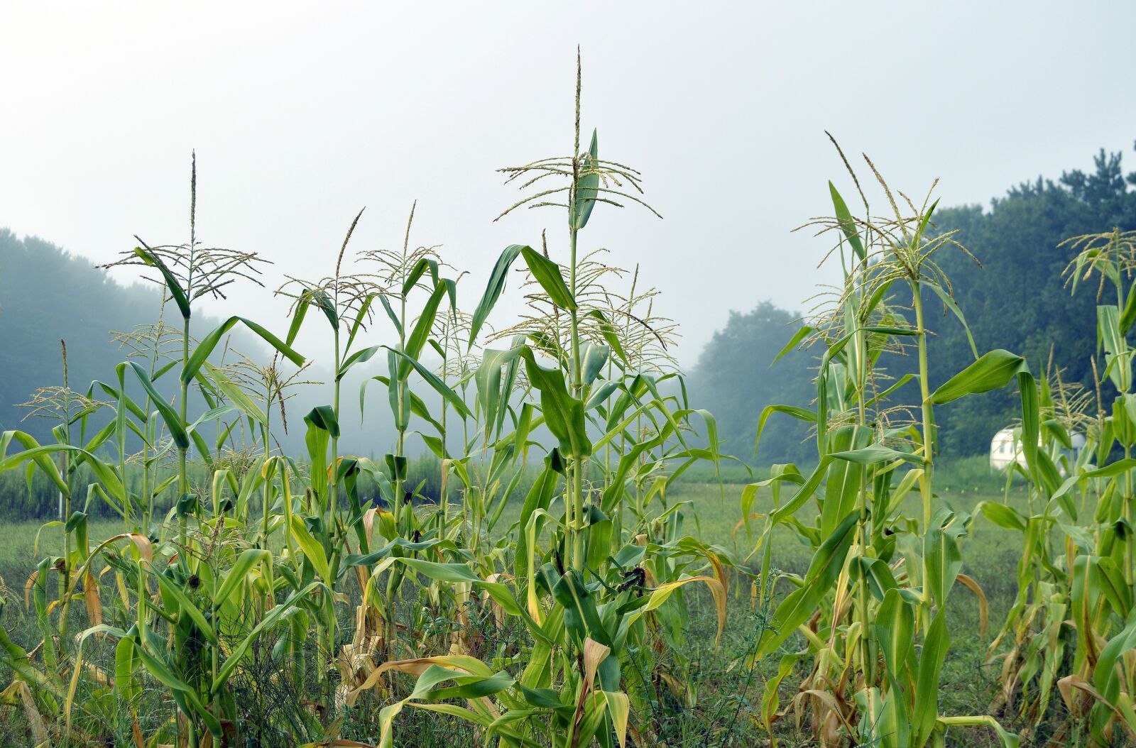 Nikon D3200 sample photo. Corn, corn stalk, stalk photography