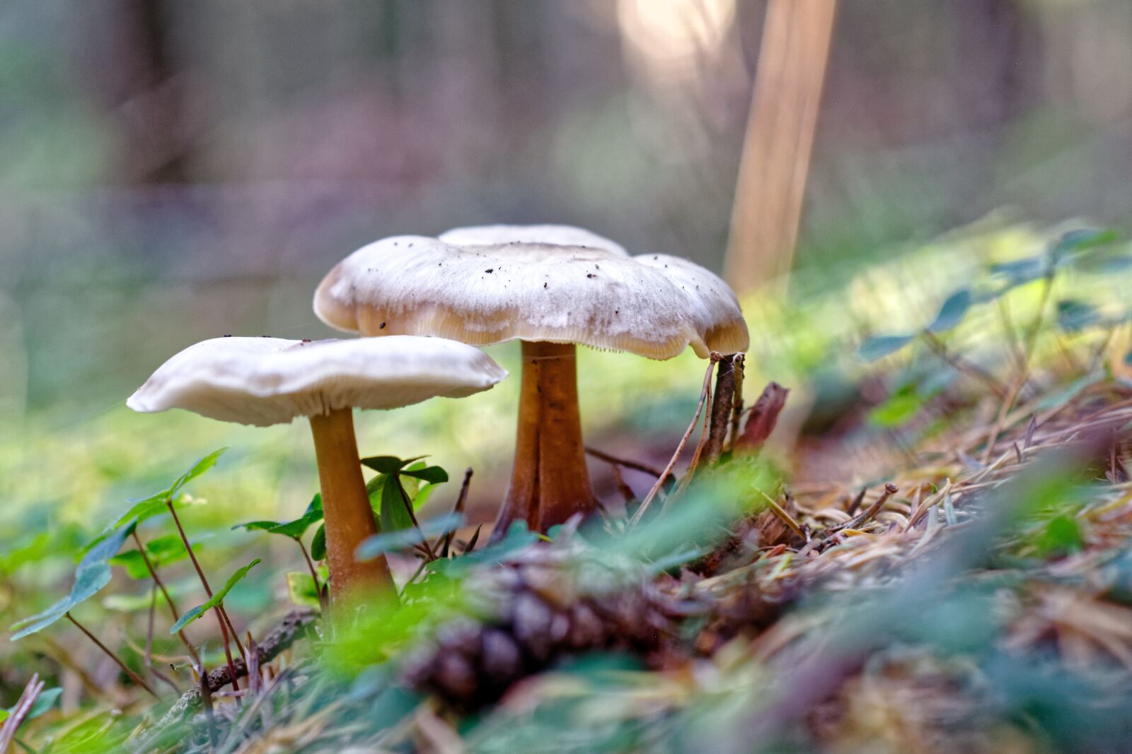 Nikon D300S sample photo. Mushroom, rac, nature photography