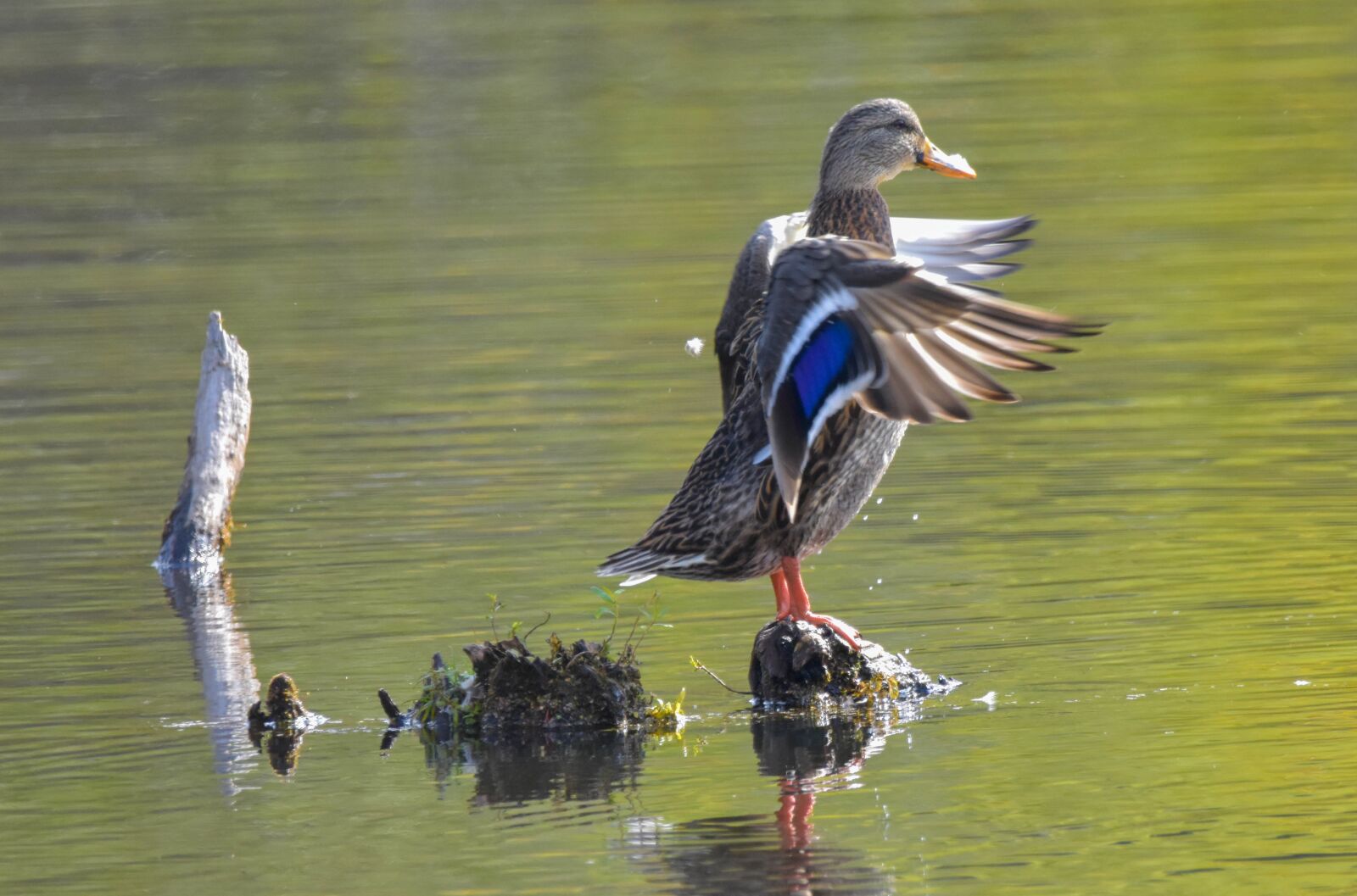 Nikon D3400 sample photo. Bird, female mallard, bokeh photography
