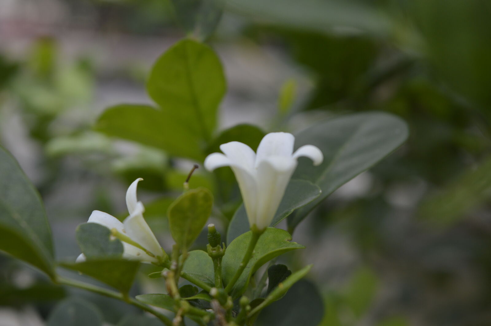 Nikon D3200 sample photo