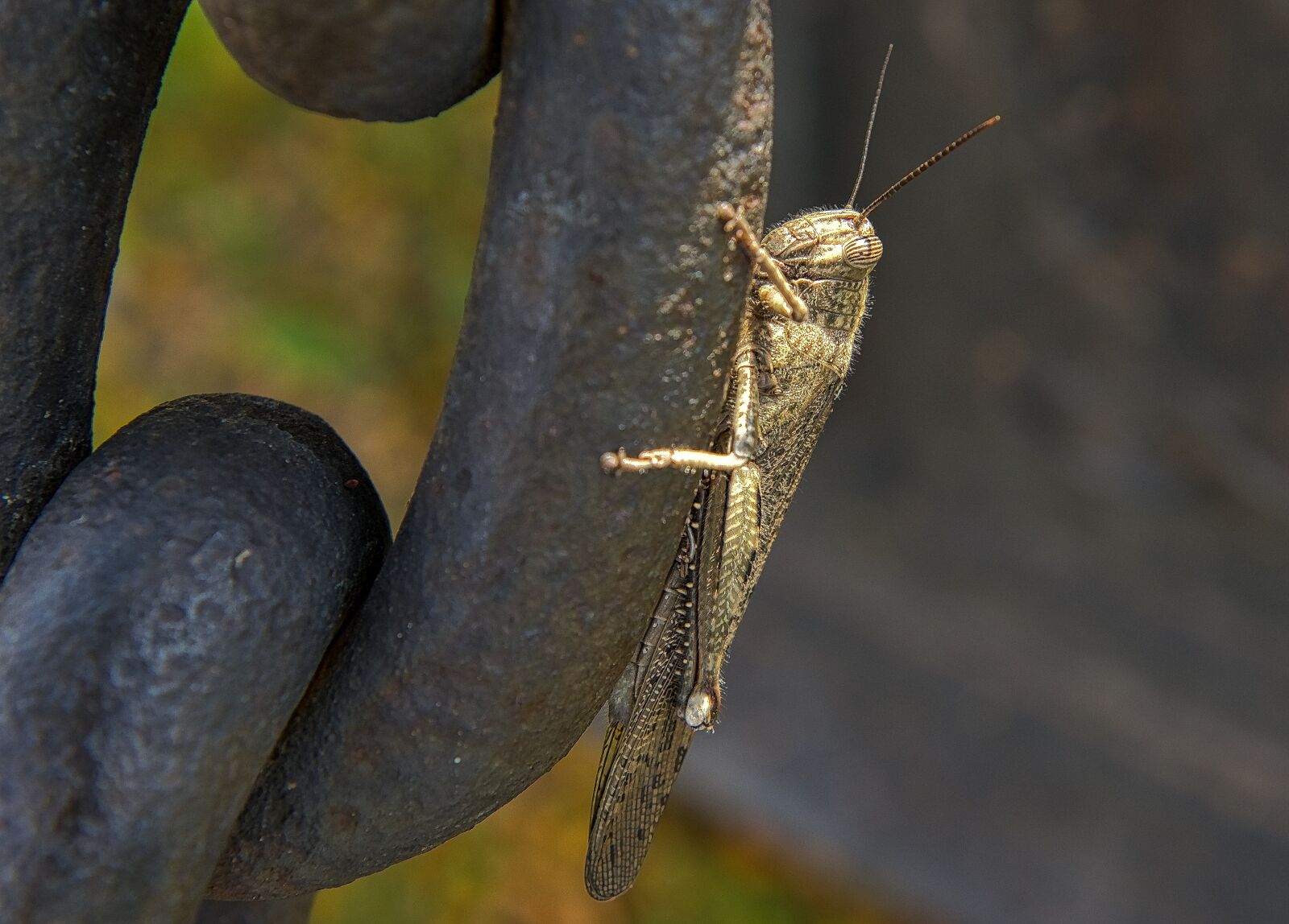 Nikon D800 sample photo. Grasshopper, insect, bug photography