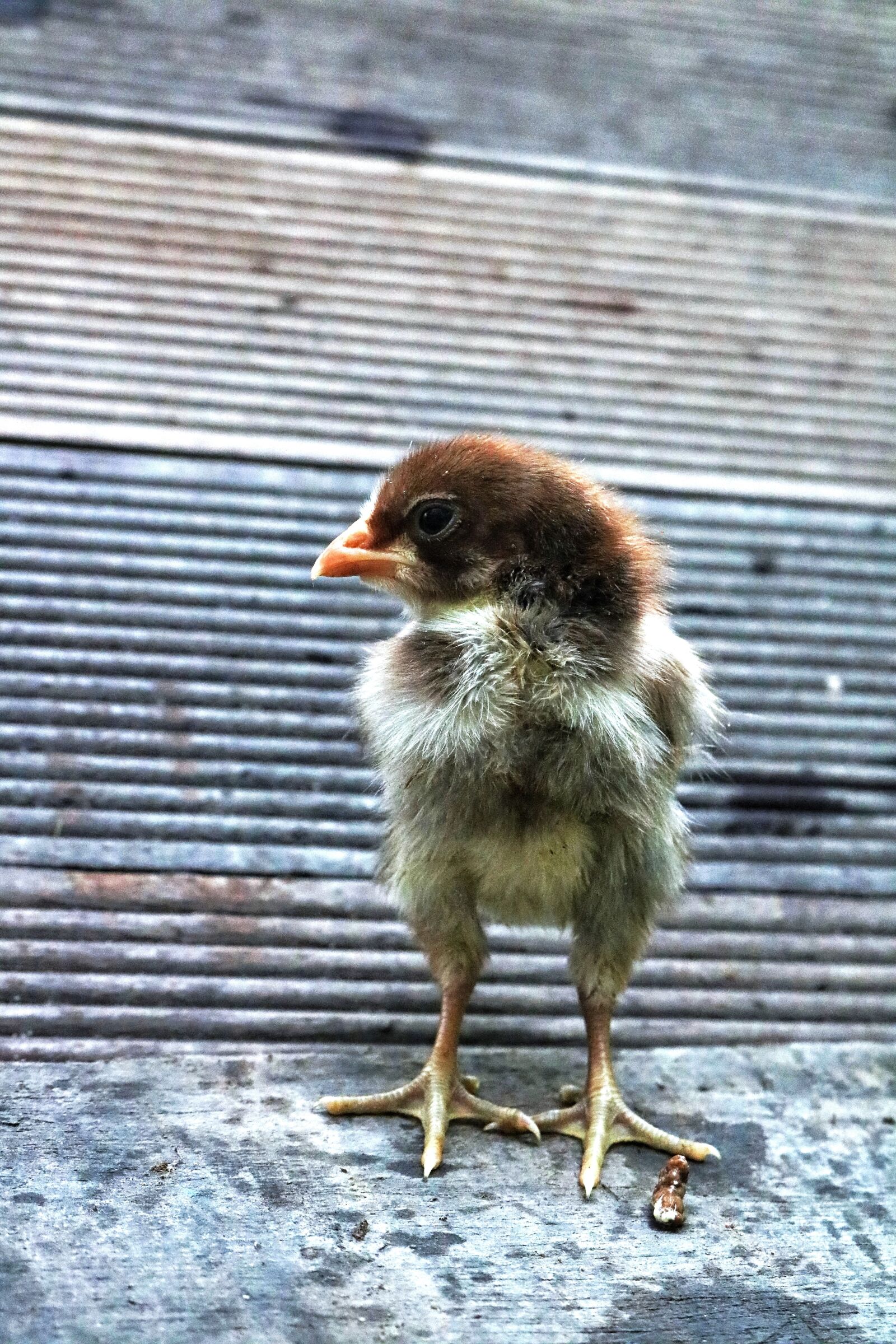 Canon EOS 750D (EOS Rebel T6i / EOS Kiss X8i) sample photo. The chicks, animal, cute photography