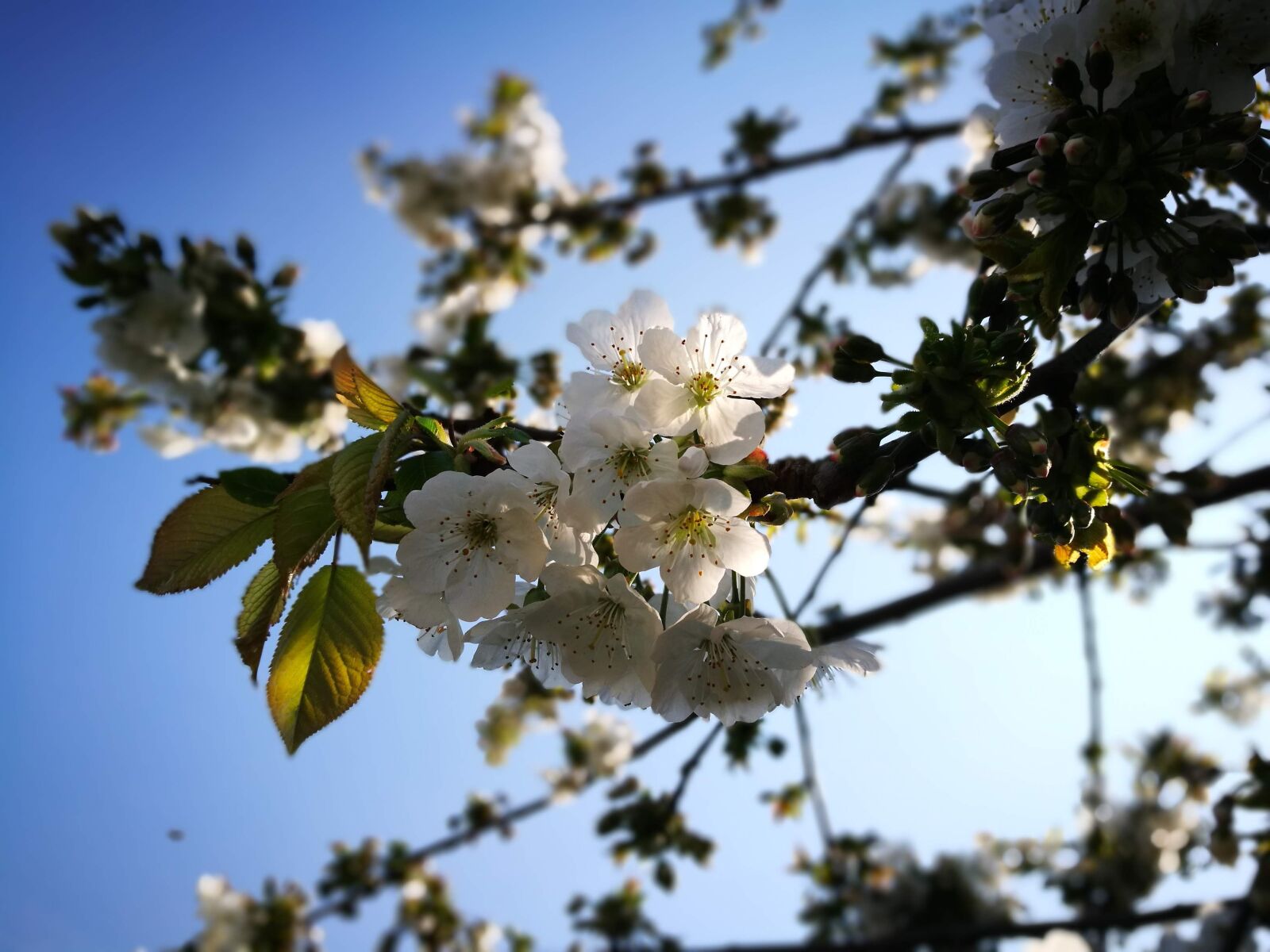 HUAWEI P9 sample photo. Blossom, spring, flower photography