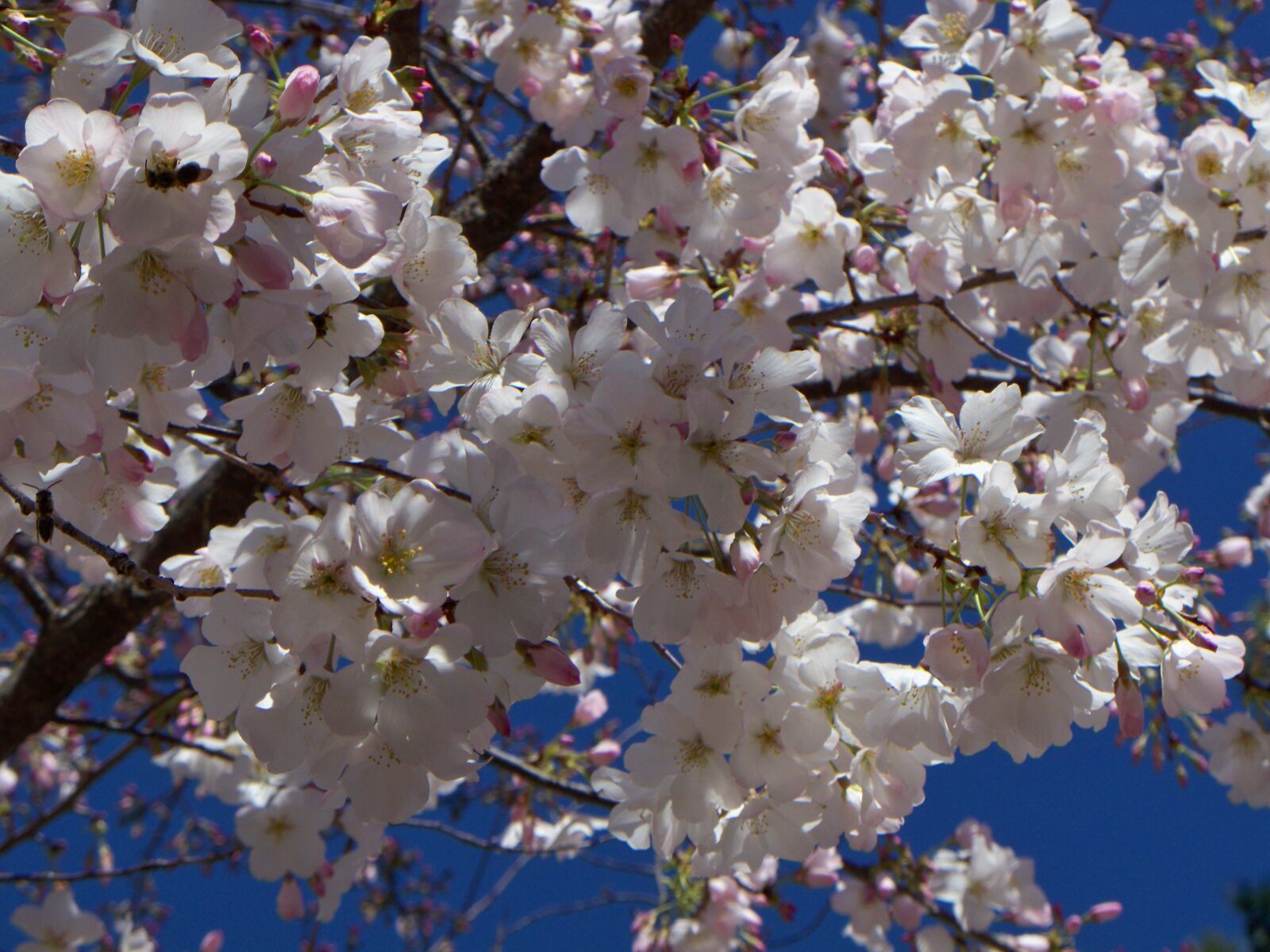 Kodak EASYSHARE Z1485 IS DIGITAL CAMERA sample photo. Cherry, blossom, tree photography