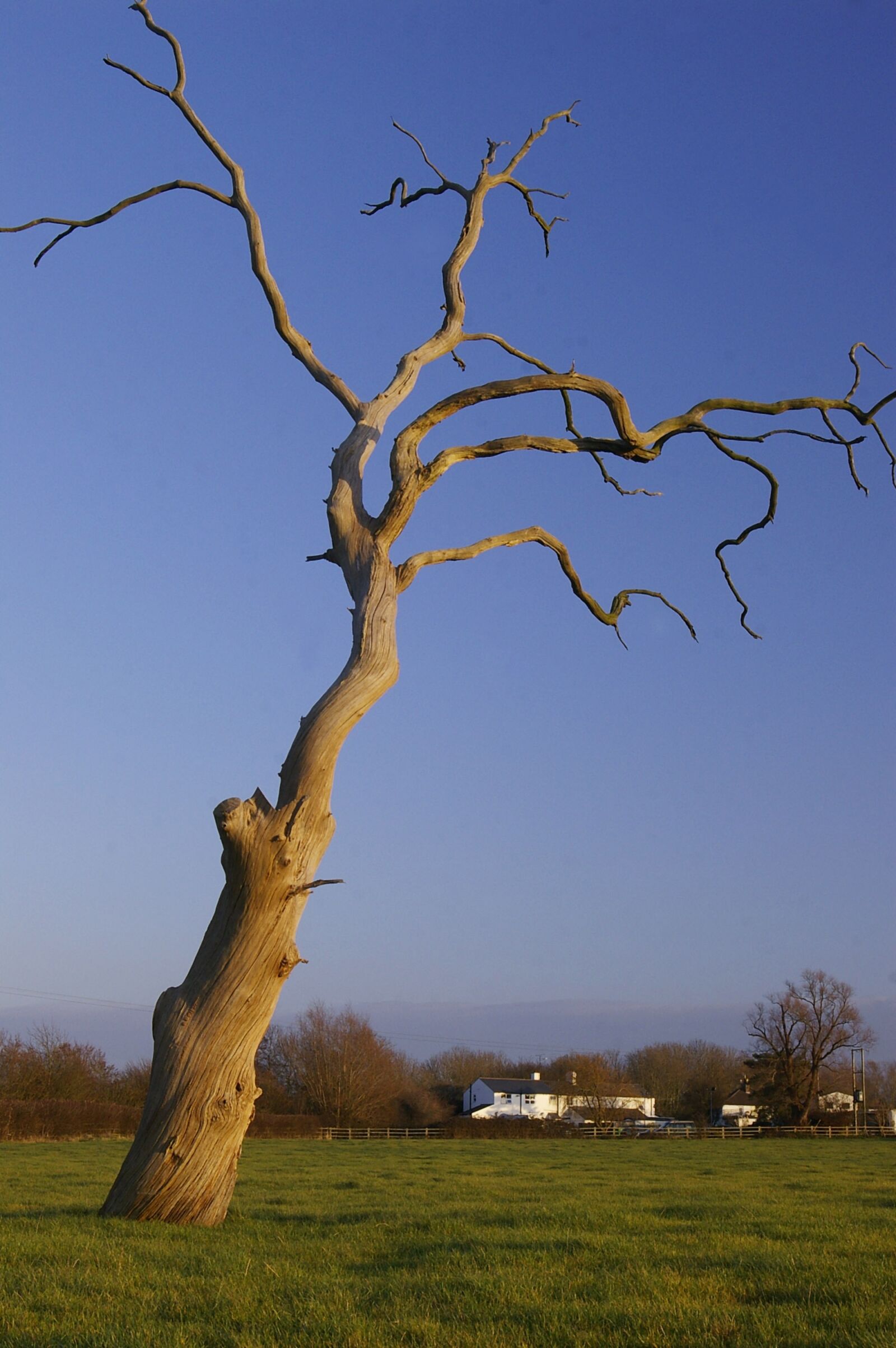 Pentax *ist DS sample photo. Dead, tree, field photography