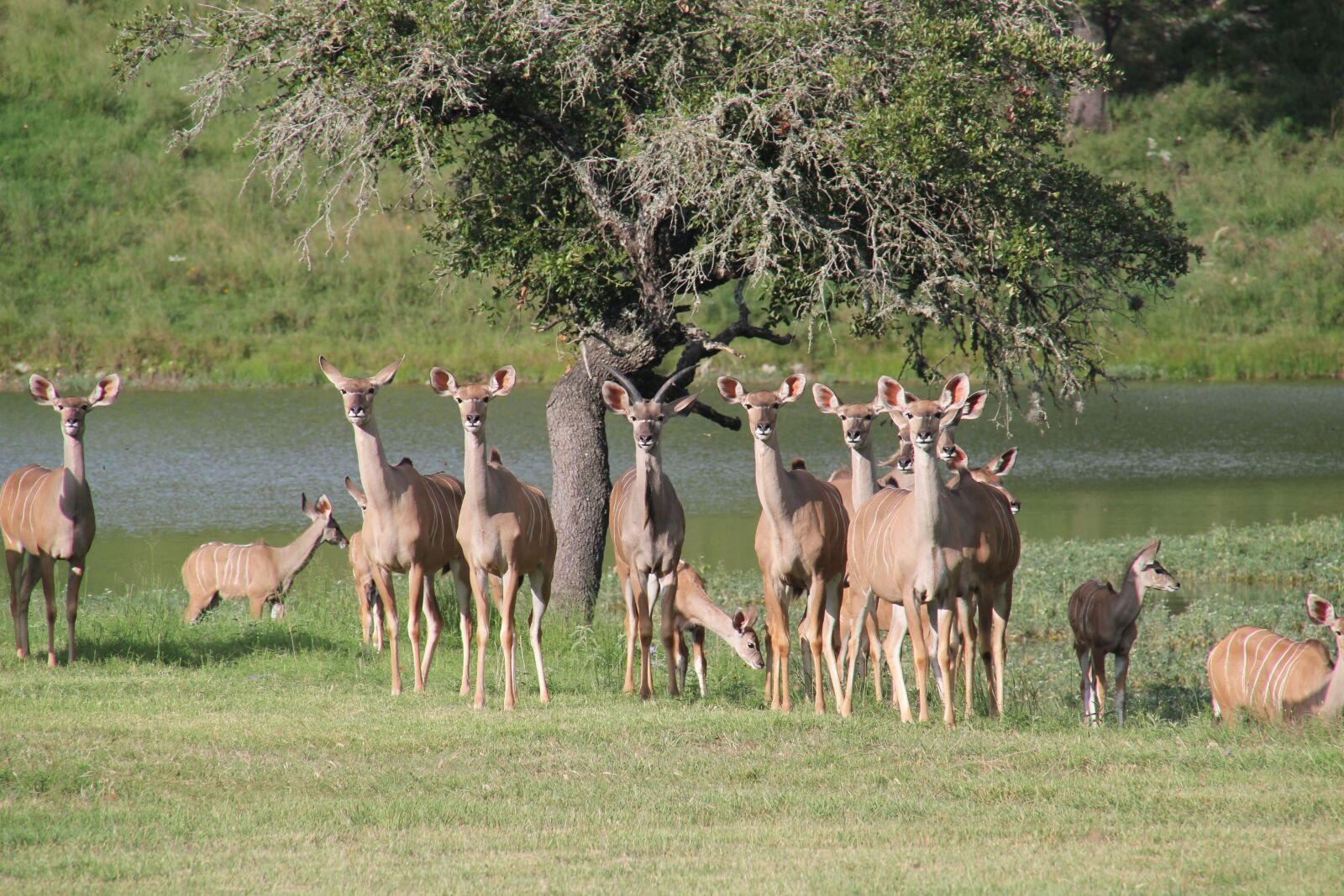 Canon EOS 550D (EOS Rebel T2i / EOS Kiss X4) sample photo. West texas kudu, texas photography