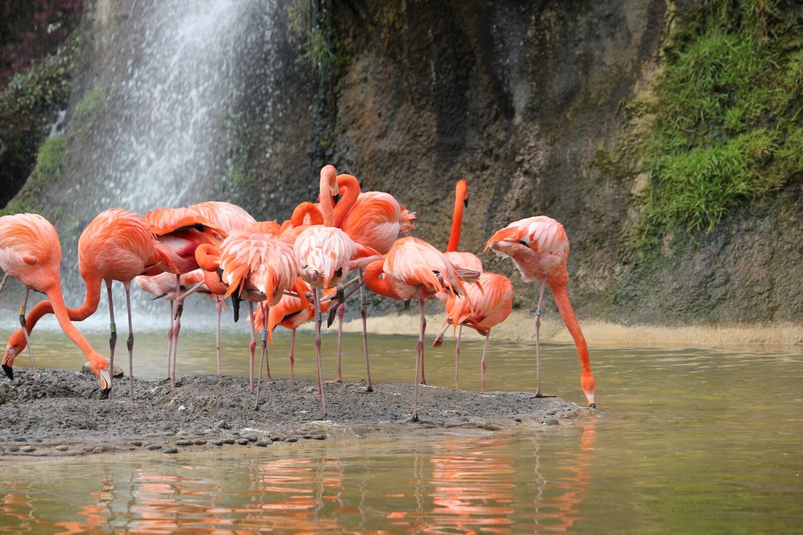 Canon EOS 550D (EOS Rebel T2i / EOS Kiss X4) sample photo. Pink flamingo, bird, body photography
