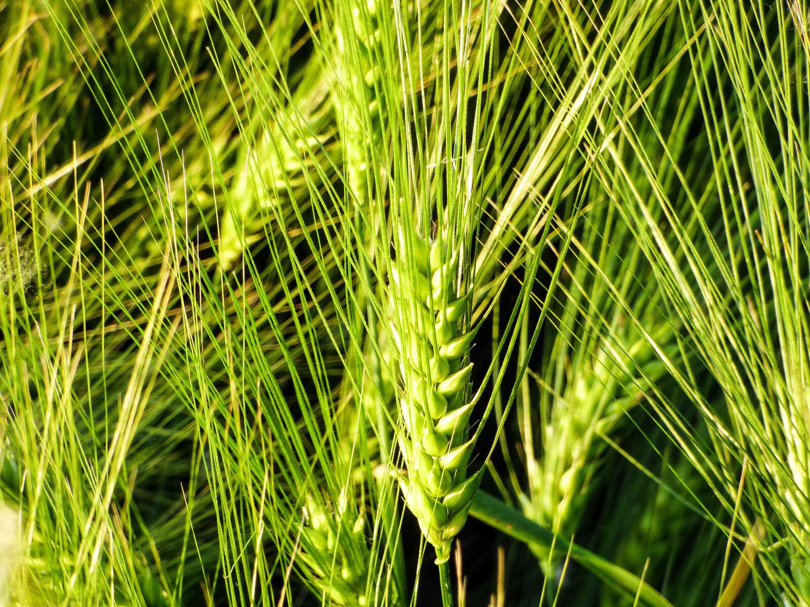 Panasonic DMC-FZ72 sample photo. Grain, wheat, wheat ear photography