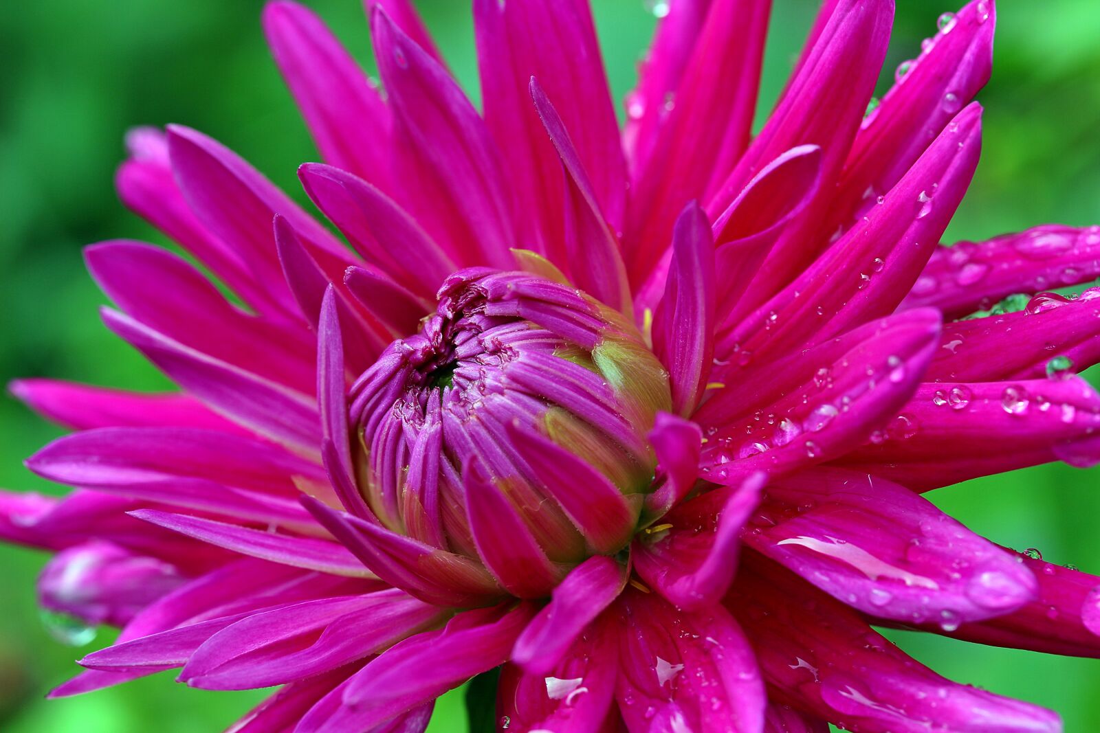Canon EOS 650D (EOS Rebel T4i / EOS Kiss X6i) sample photo. Dahlia, flower, composites photography