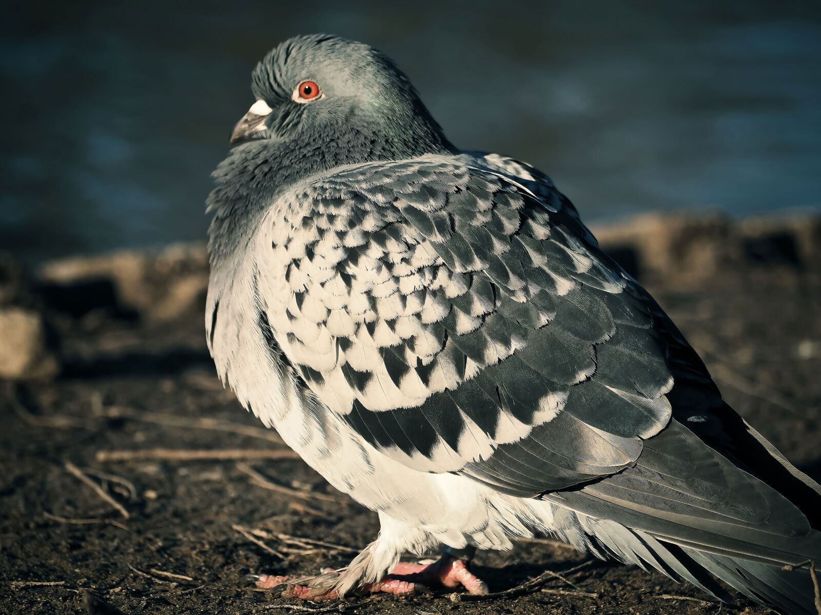 Olympus OM-D E-M10 sample photo. Dove, bird, animal photography