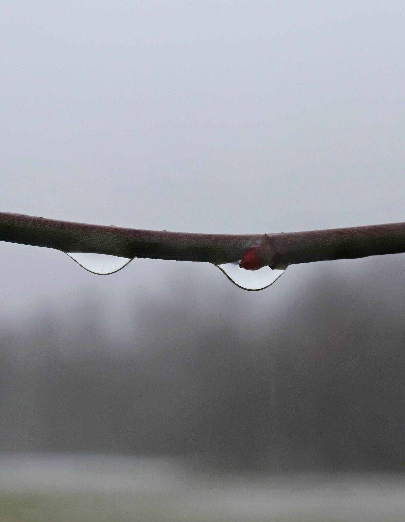 Canon EOS 200D (EOS Rebel SL2 / EOS Kiss X9) sample photo. Dew, dewdrop, autumn refraction photography