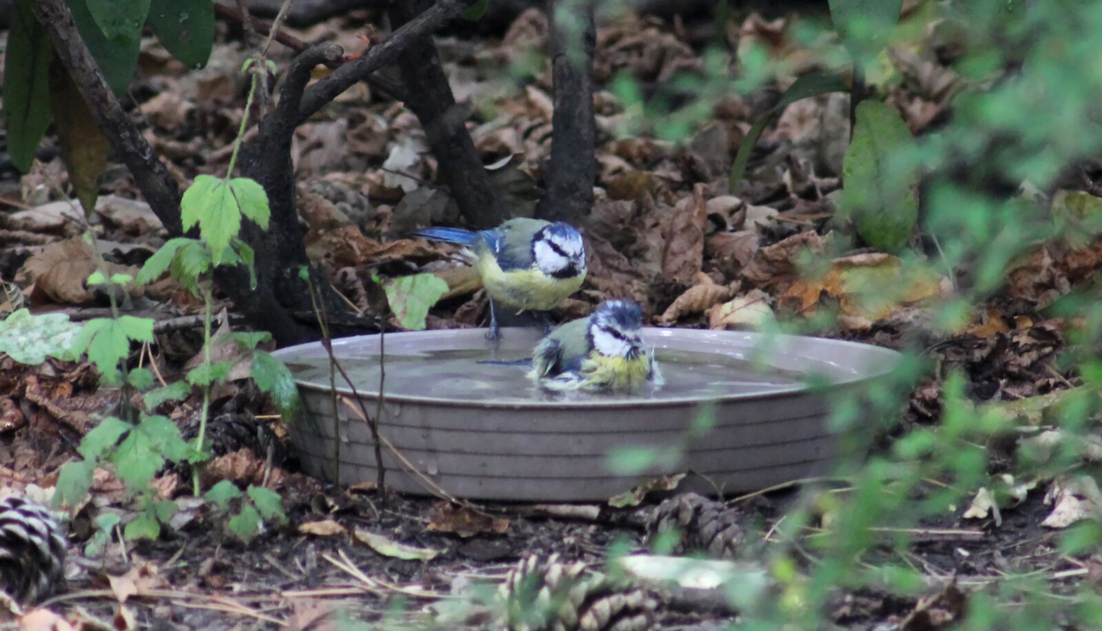Canon EOS 550D (EOS Rebel T2i / EOS Kiss X4) sample photo. Blue tit, coaster, bird photography