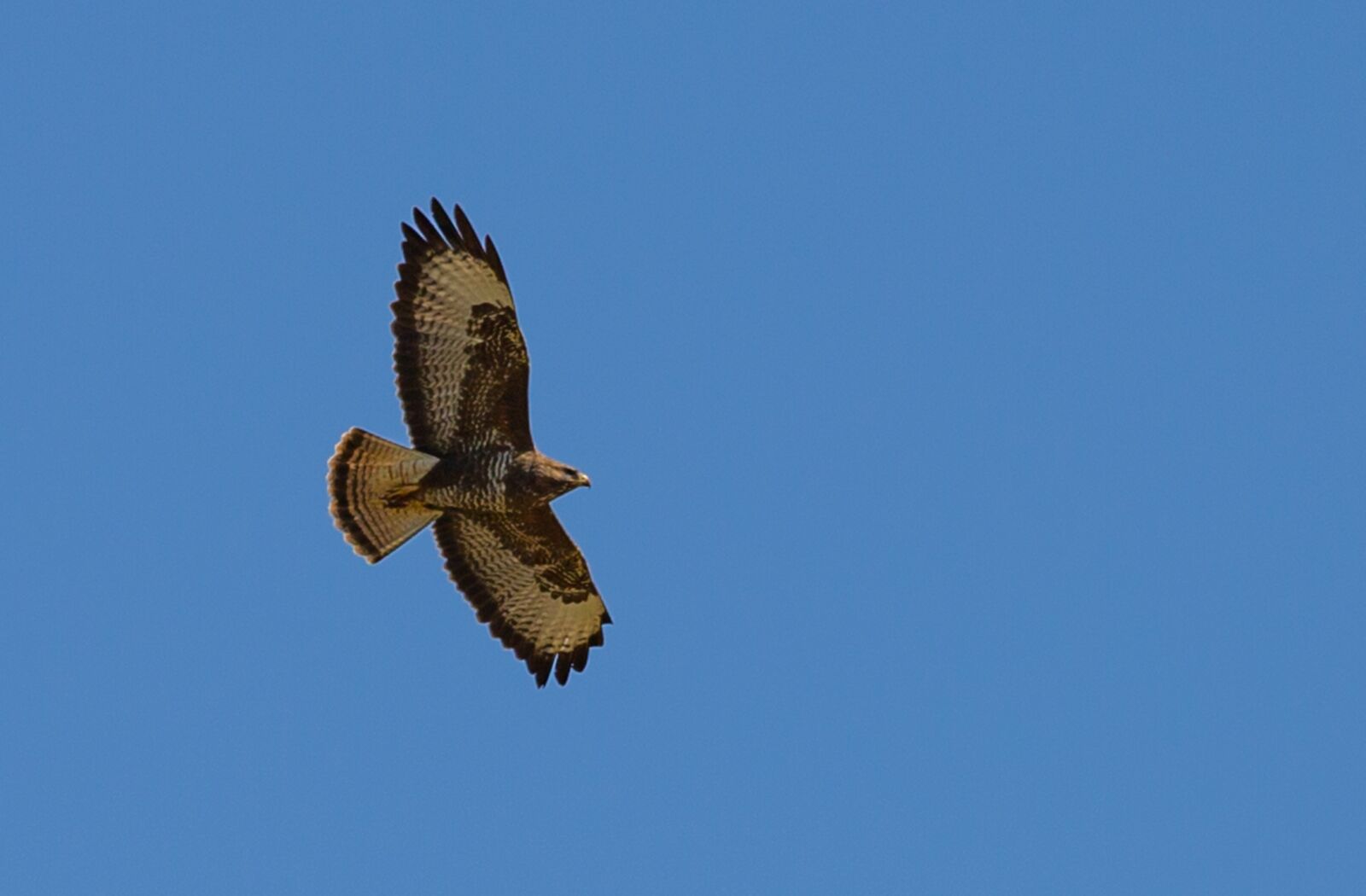 Canon EF 70-200mm F4L USM sample photo. Buzzard, flying, soaring photography