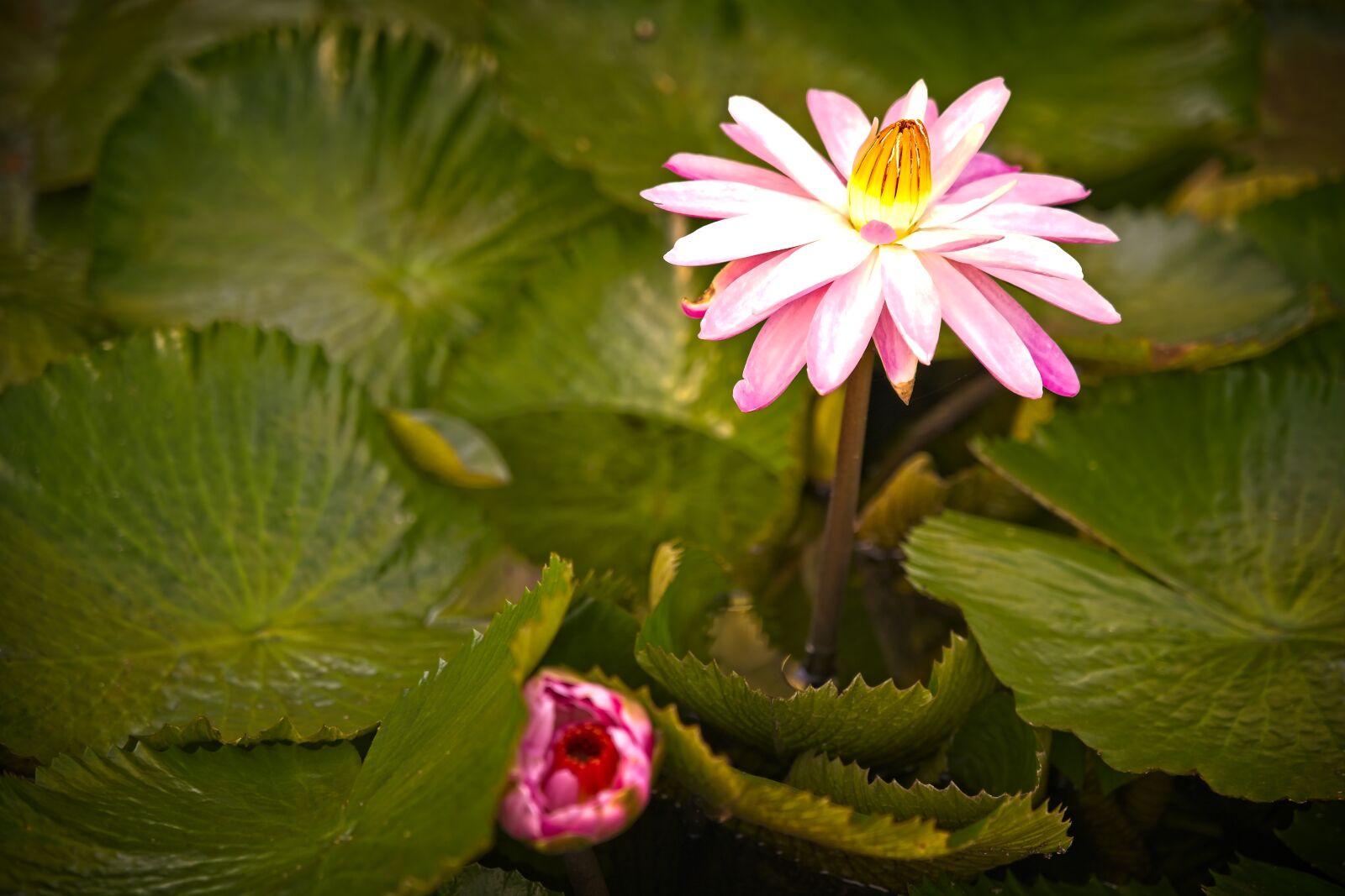 Sony FE 24-105mm F4 G OSS sample photo. Water lily, pond, nymphaea photography