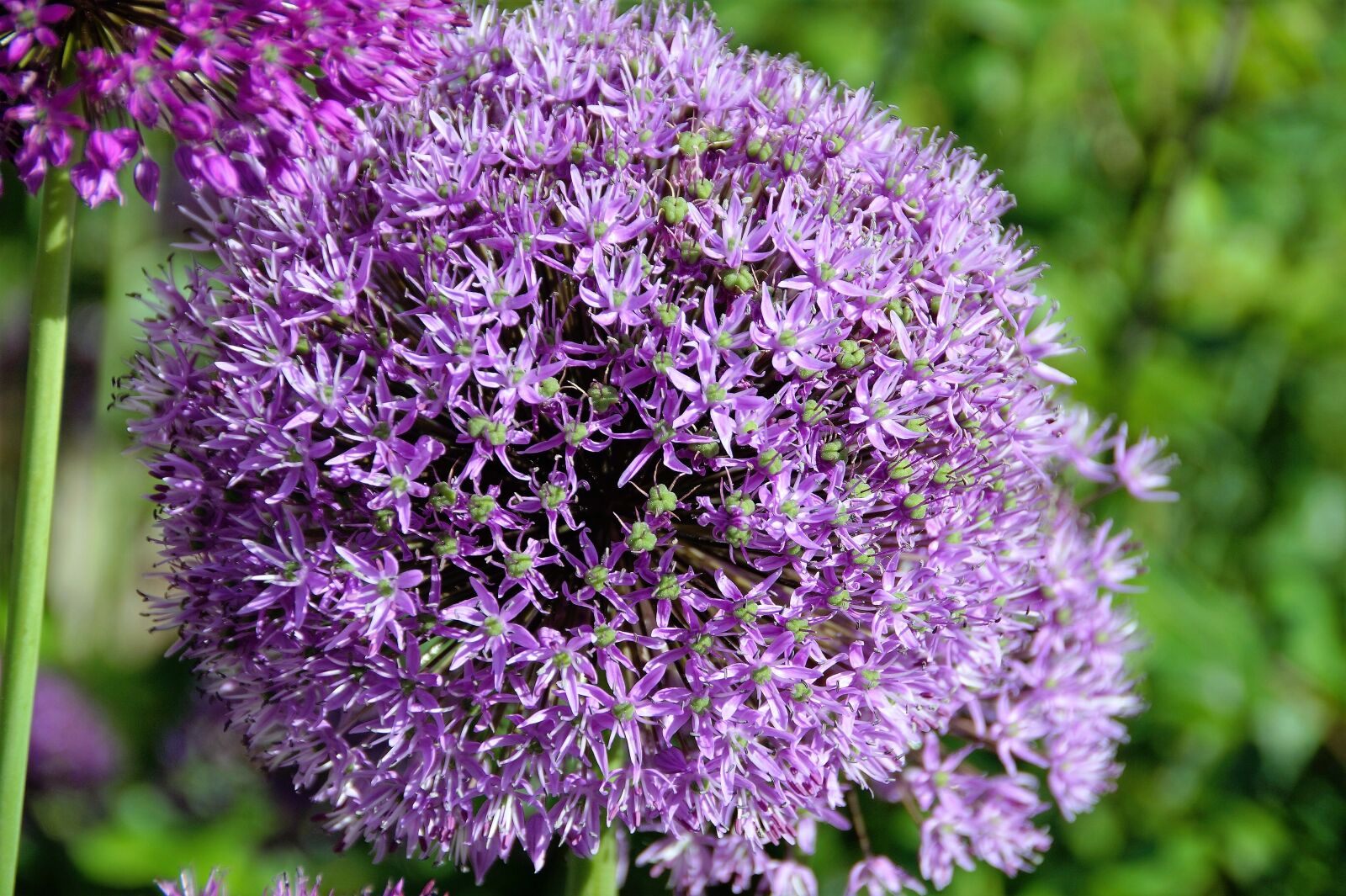 Sony SLT-A58 sample photo. Garlic, sphere, violet photography