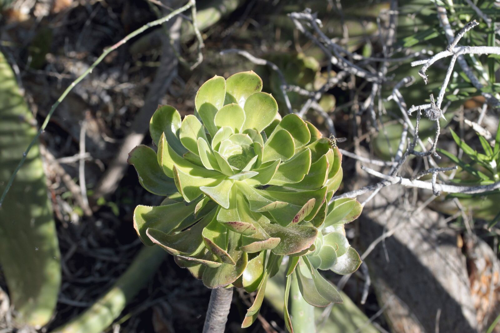 Canon EOS 500D (EOS Rebel T1i / EOS Kiss X3) sample photo. Nature, plant, leaf photography