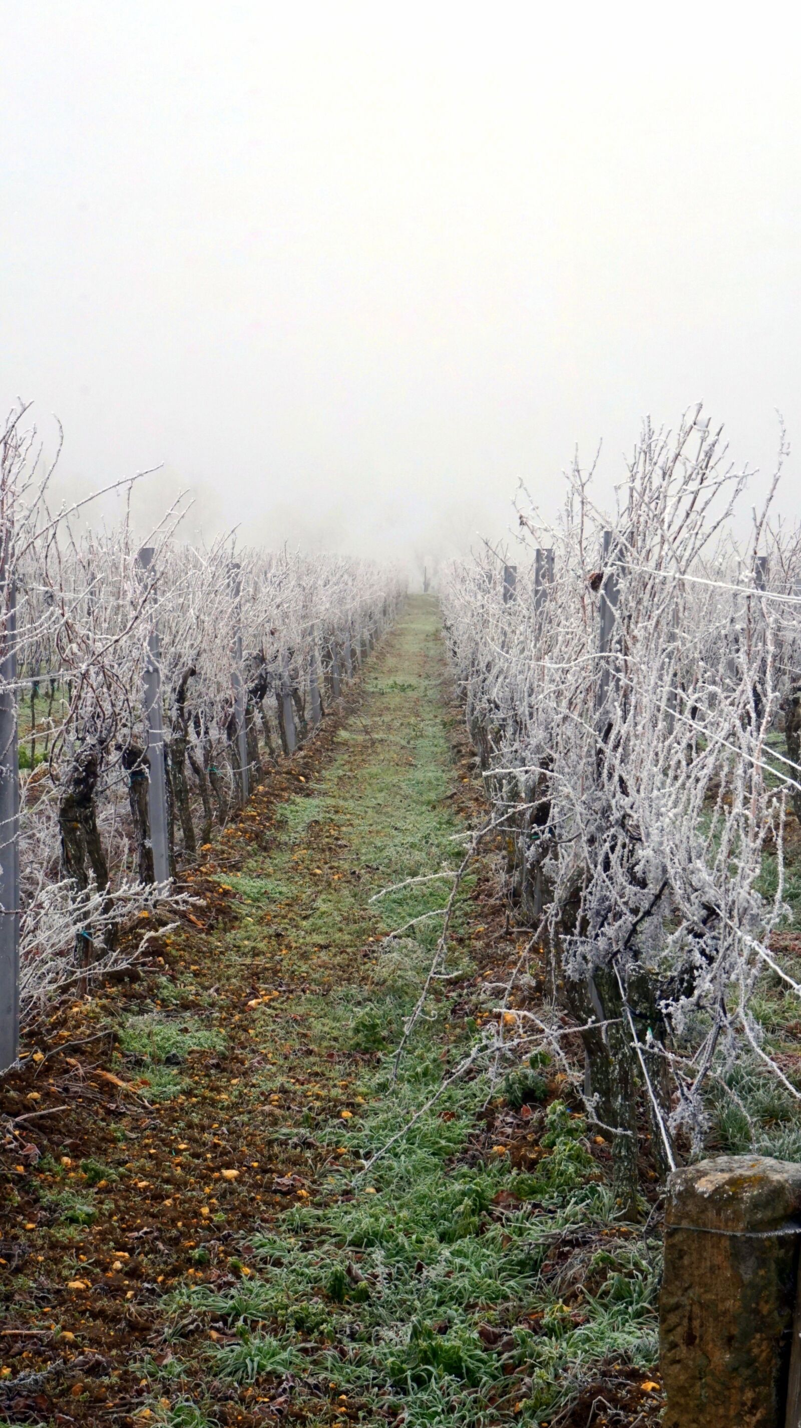 Sony E 16-50mm F3.5-5.6 PZ OSS sample photo. Vineyard, winter, wintry photography