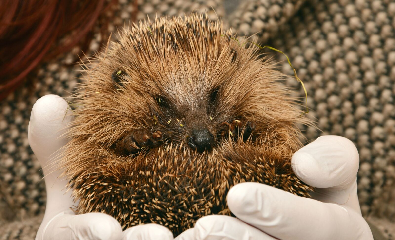 Nikon D5200 sample photo. Animal, hedgehog, hibernation photography
