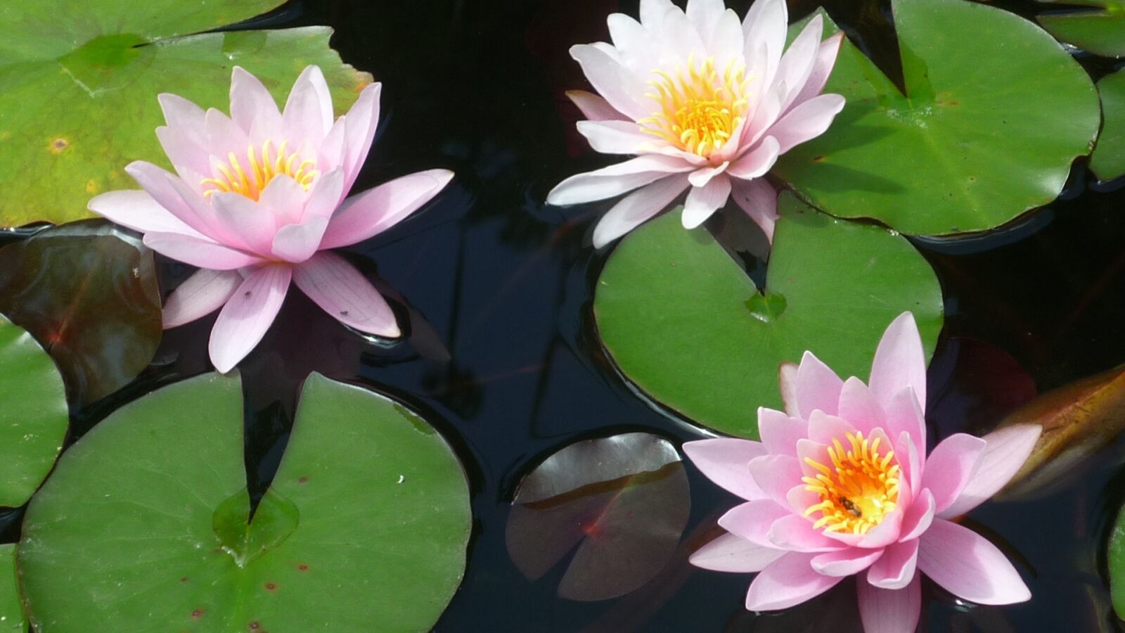 Panasonic Lumix DMC-FS6 sample photo. Water lilies, aquatic plants photography