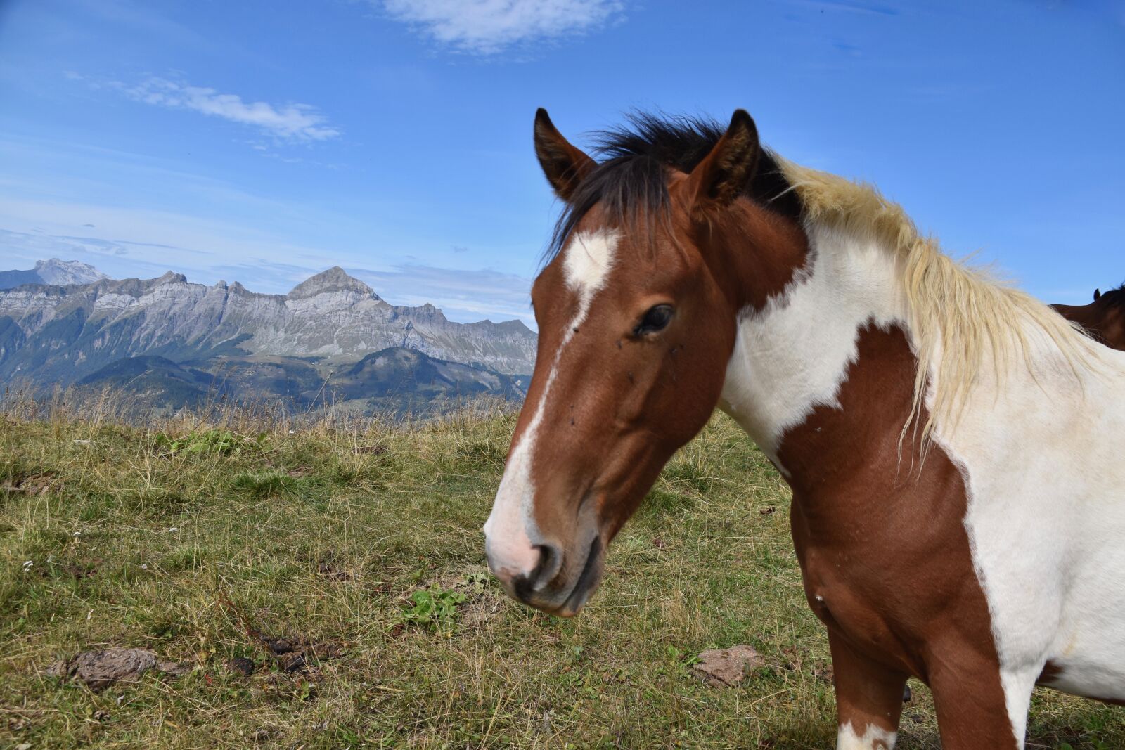 Nikon D5600 sample photo. Horse, horse bai, equine photography