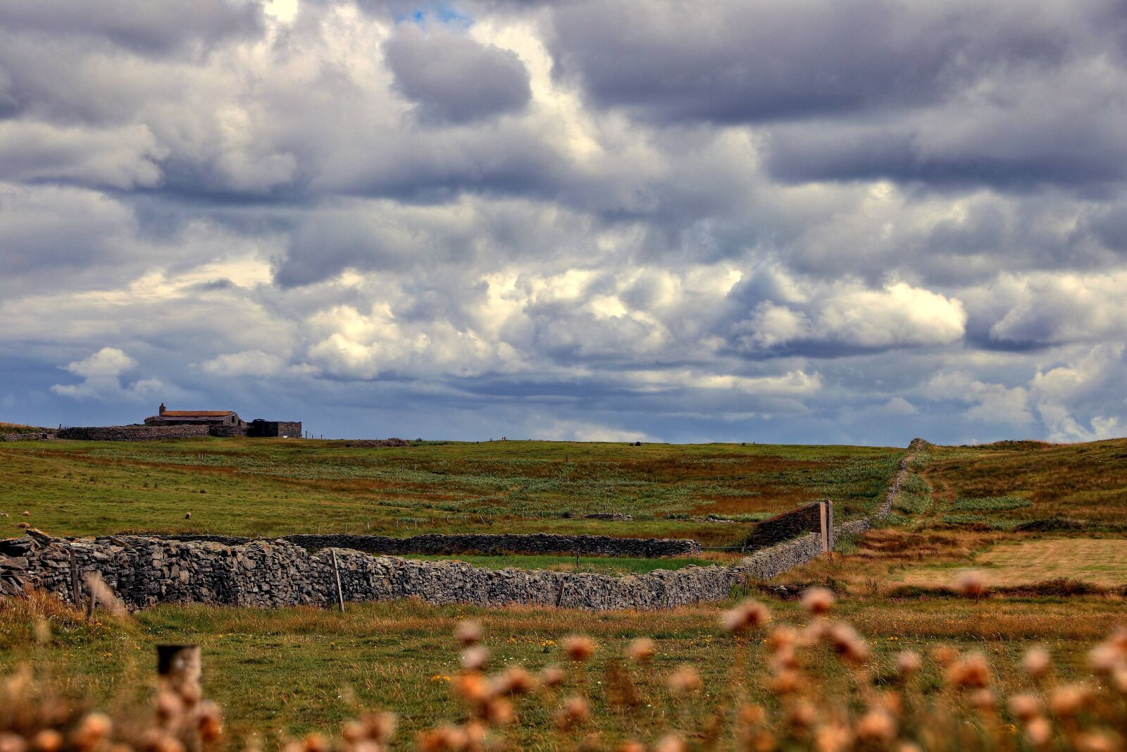 Canon EF 24-105mm F3.5-5.6 IS STM sample photo. Summer, ireland, nature photography