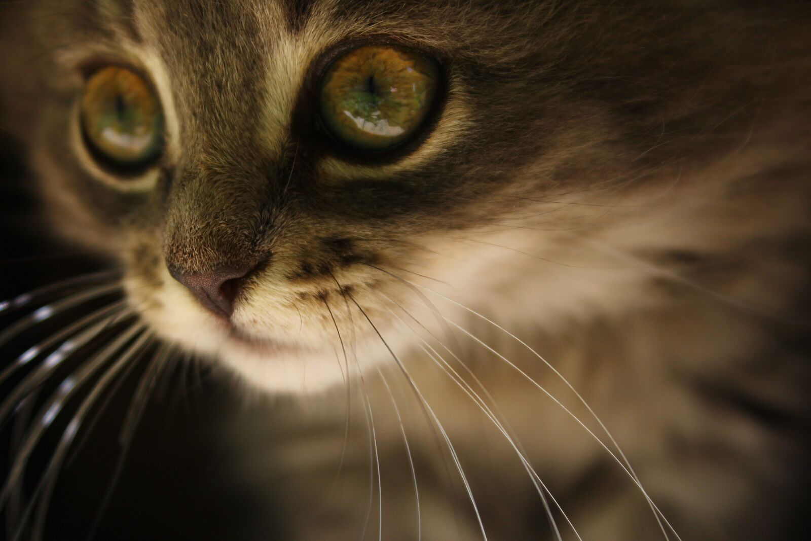 Canon EOS 1100D (EOS Rebel T3 / EOS Kiss X50) sample photo. Kitten, portrait, macro photography