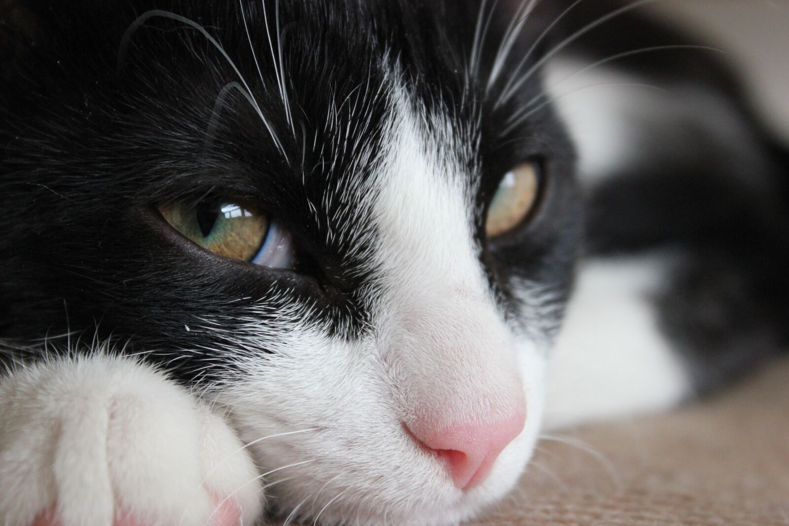 Canon EOS 550D (EOS Rebel T2i / EOS Kiss X4) sample photo. Cat, cat's eyes, feline photography