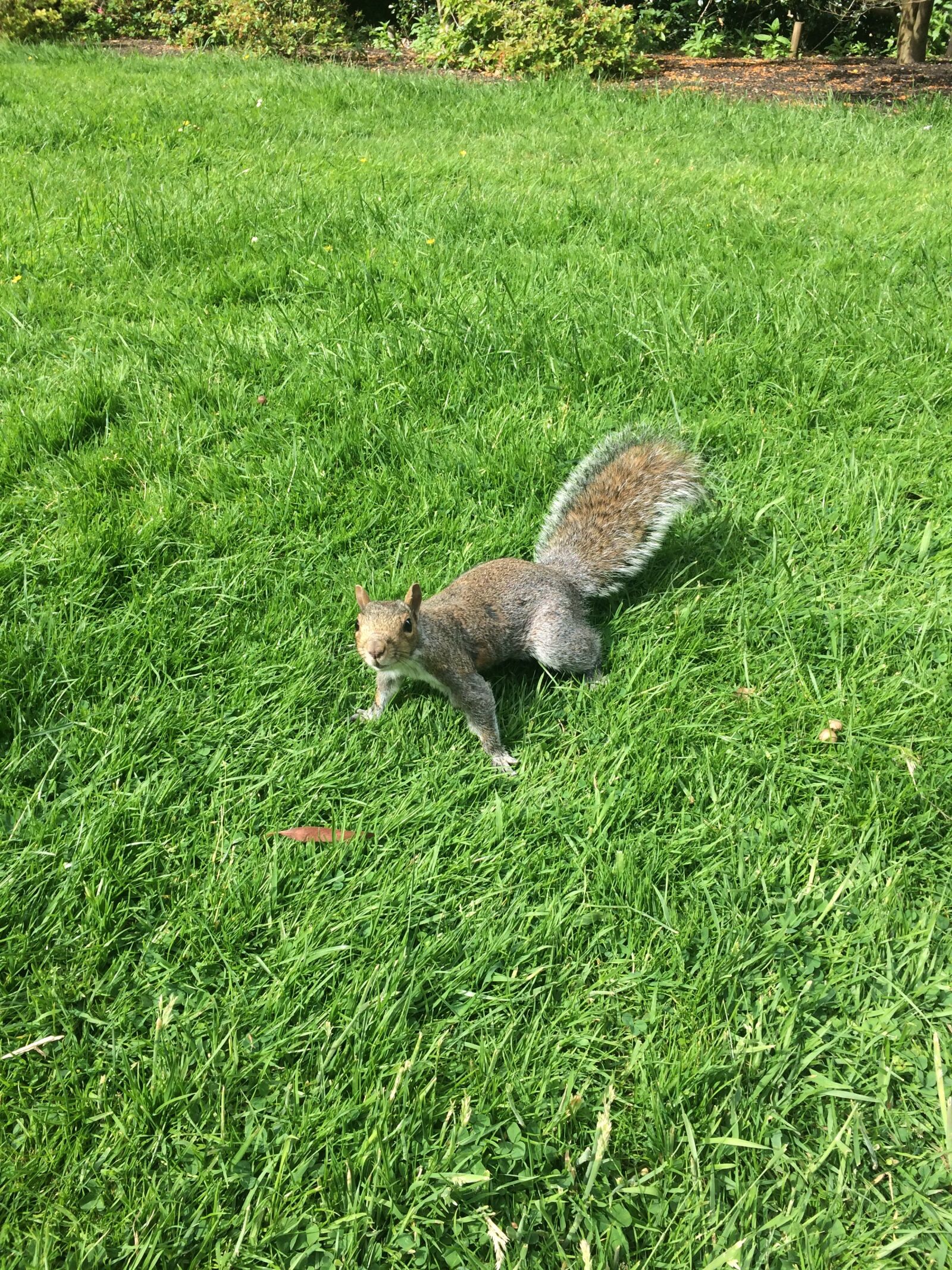 iPhone 5s back camera 4.15mm f/2.2 sample photo. Grey squirrel, squirrels, wildlife photography