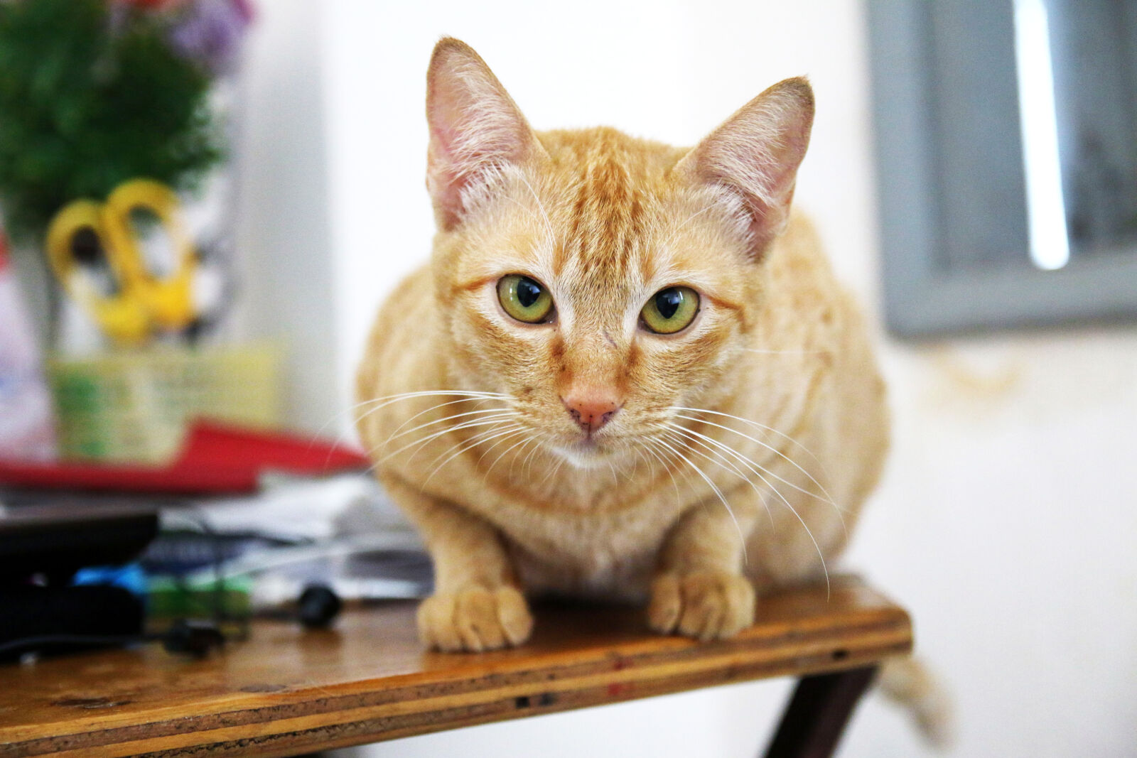 Canon EOS 70D sample photo. Yellow, cat, on, table photography