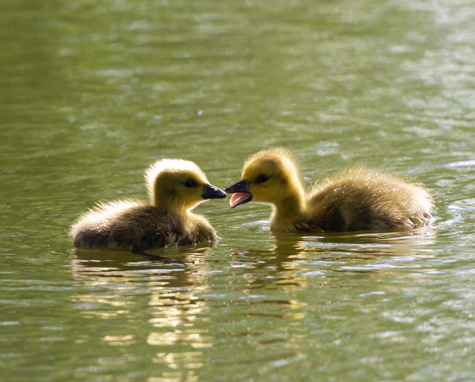 Canon EOS 5D Mark III sample photo. Canada goose, goslings, geese photography