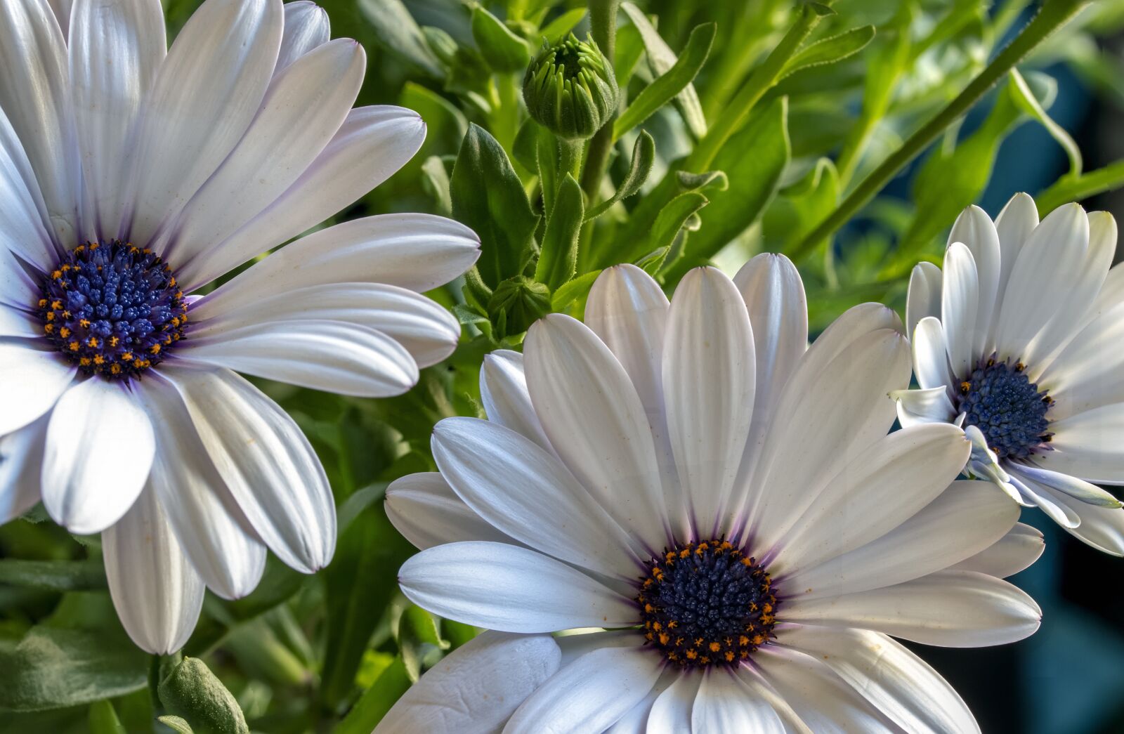 Canon EF-S 60mm F2.8 Macro USM sample photo. Beautiful, white daisy, flower photography
