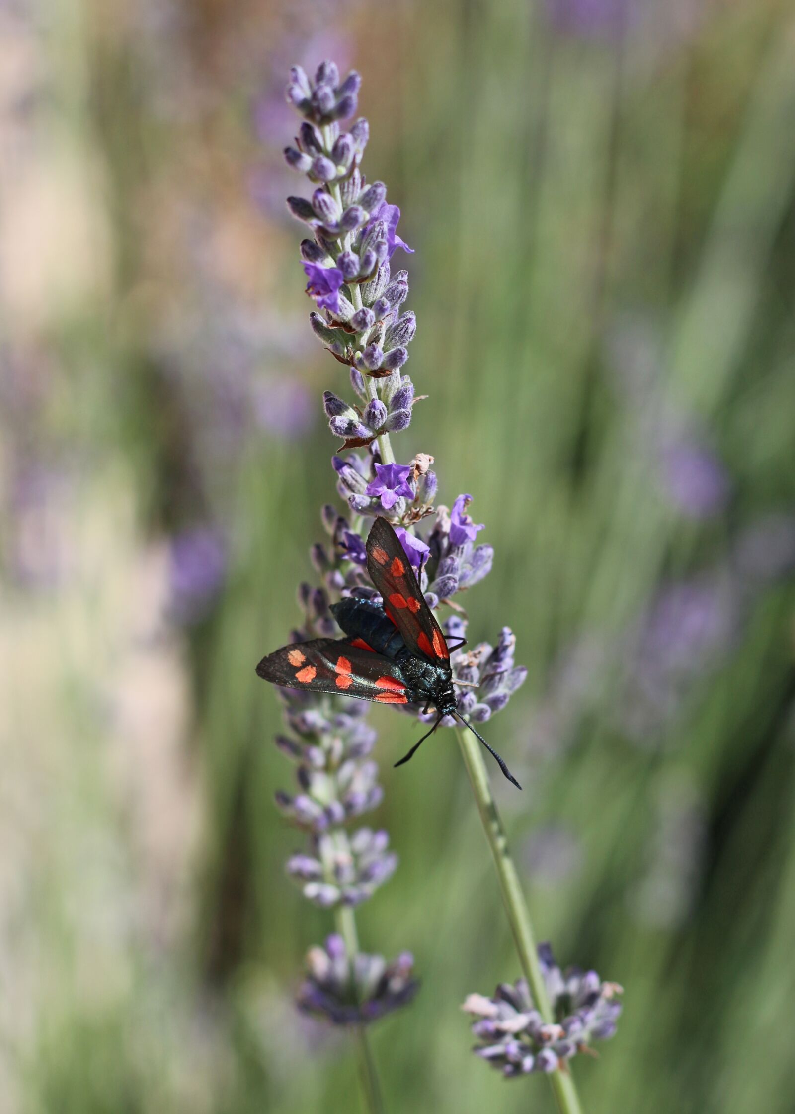 Canon EOS 700D (EOS Rebel T5i / EOS Kiss X7i) sample photo. Lavender, nature, flowers photography