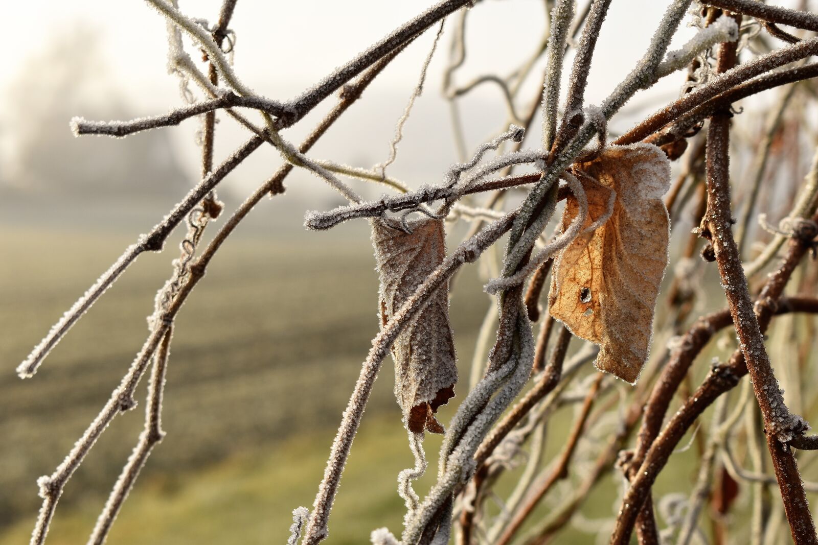 Nikon D5500 sample photo. Leaf, grass, frost photography