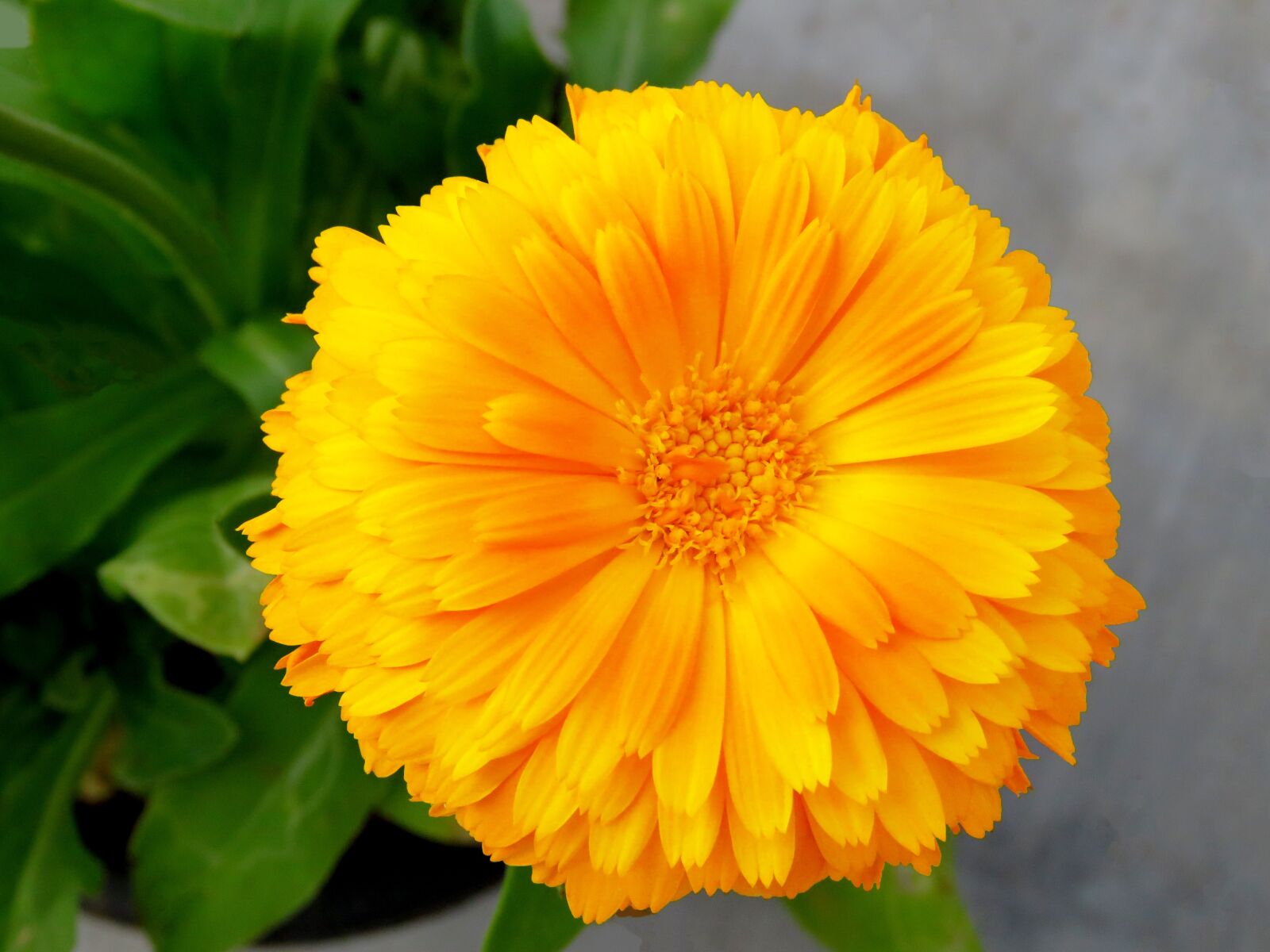 Canon PowerShot SX60 HS sample photo. Flower, yellow flower, sun photography