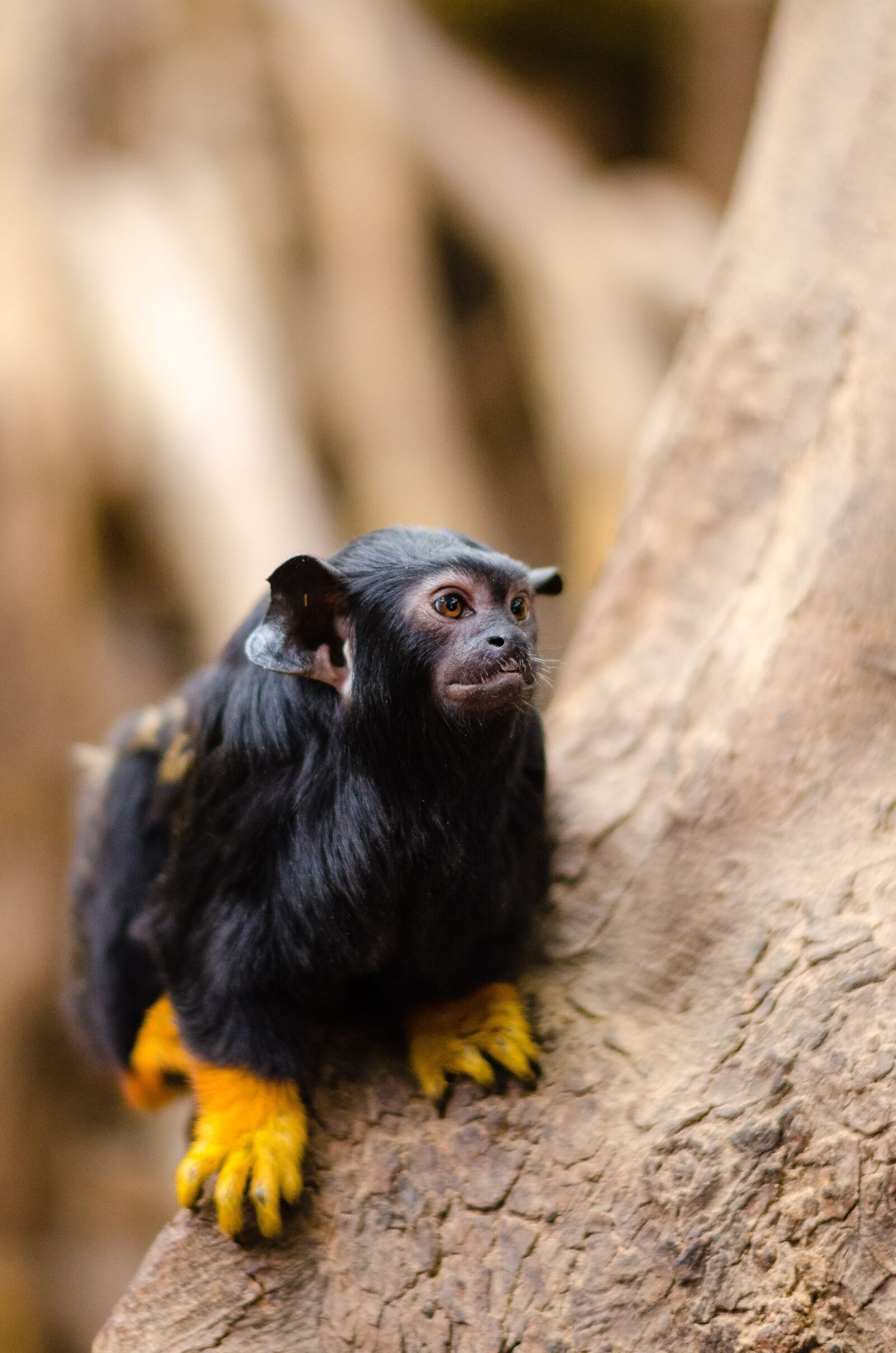 Nikon D7000 sample photo. Animal, blur, close-up photography
