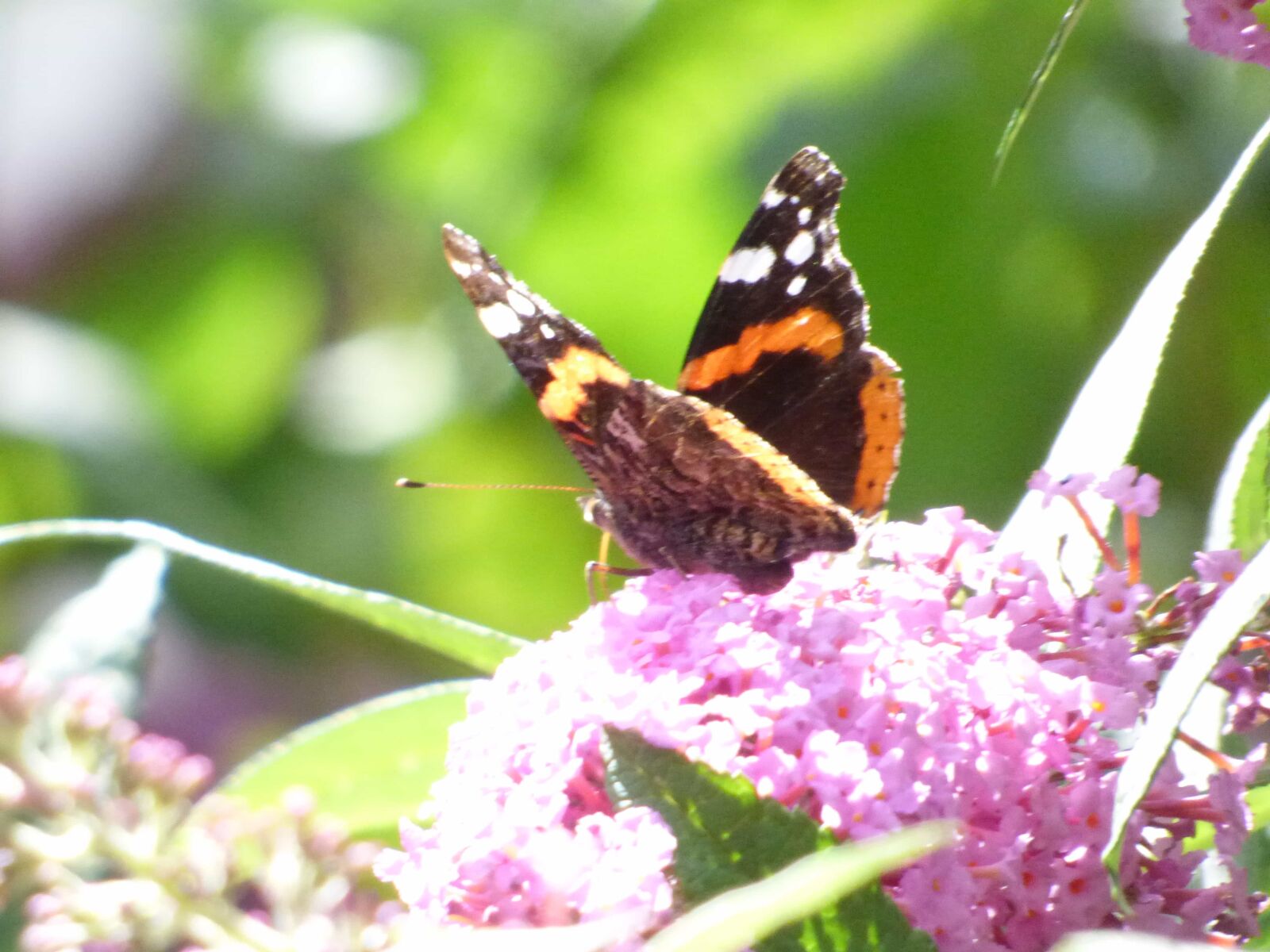 Panasonic DMC-FZ72 sample photo. Butterfly, nature, insect, macro photography